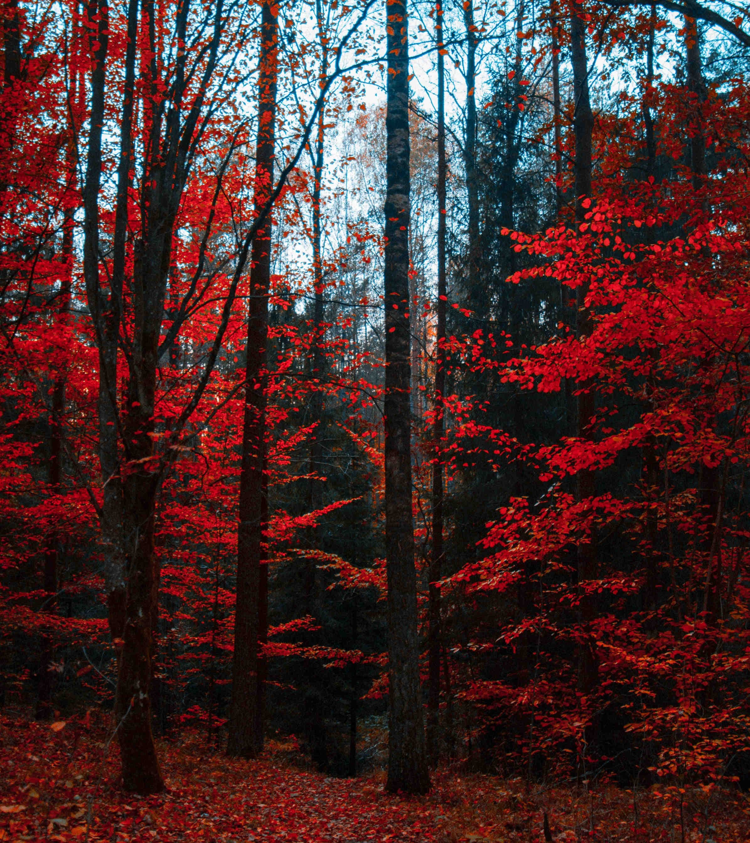 Foreste