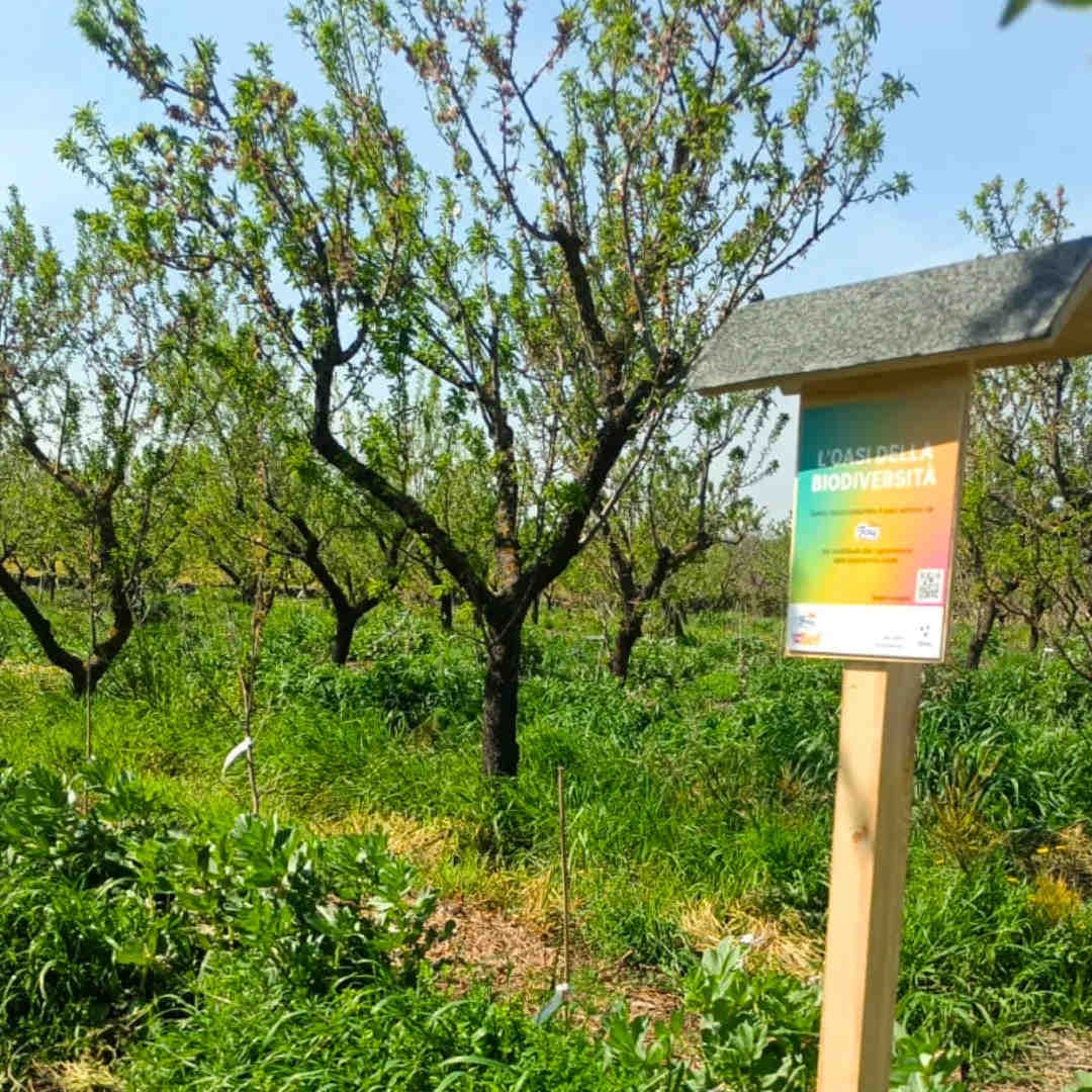 Oasis de biodiversité : un engagement concret