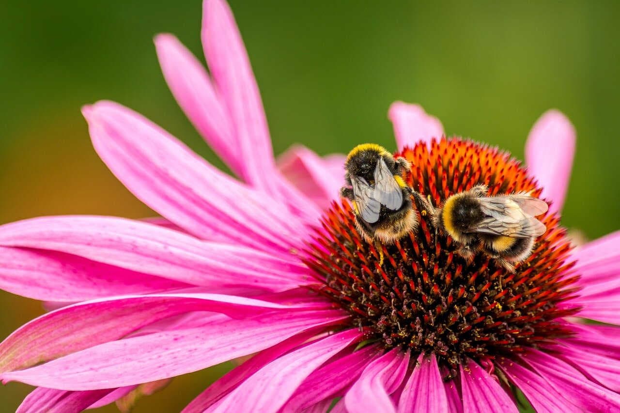 Perché i bombi dormono sui fiori?
