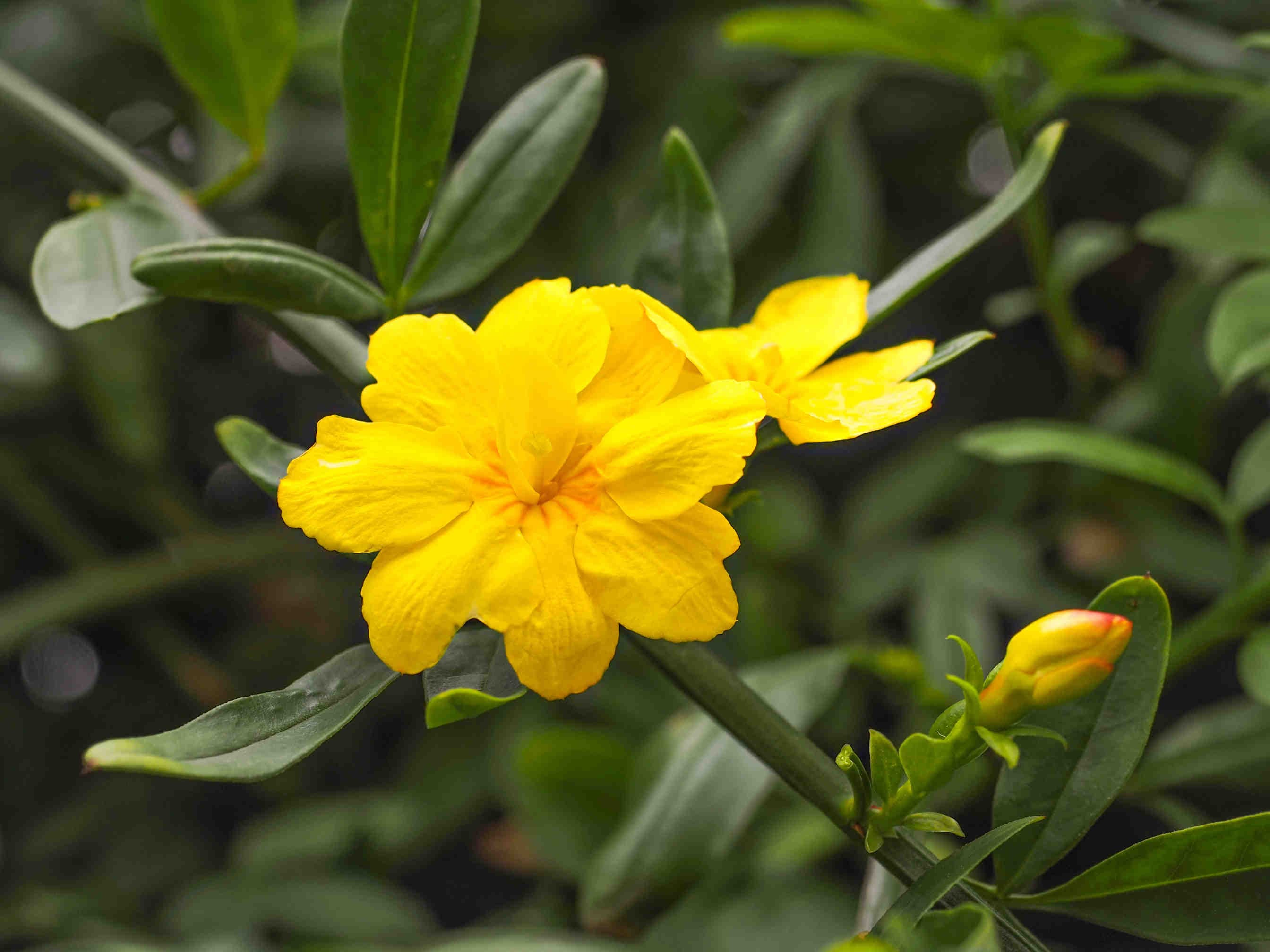 gelsomino fiore