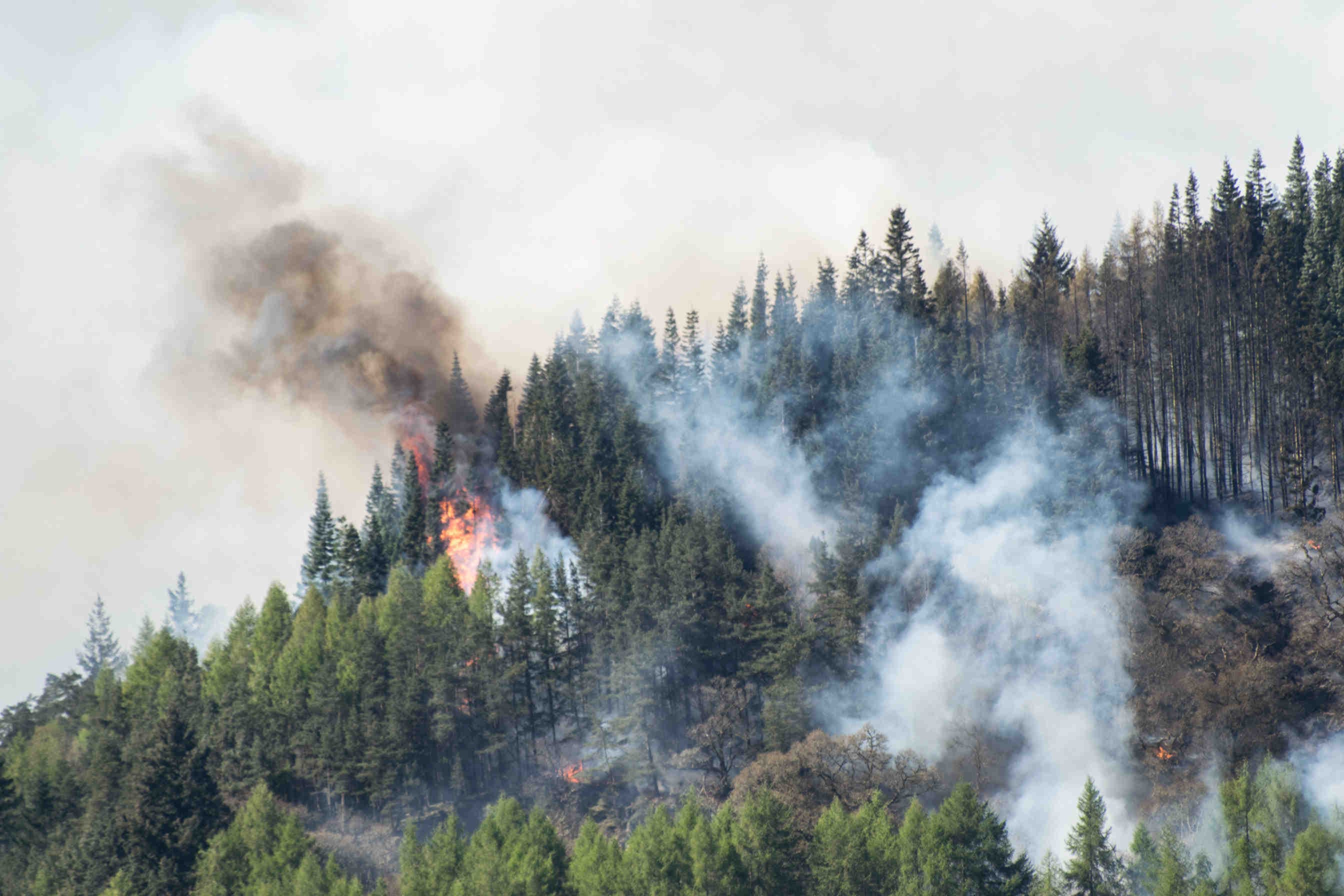 burning forest
