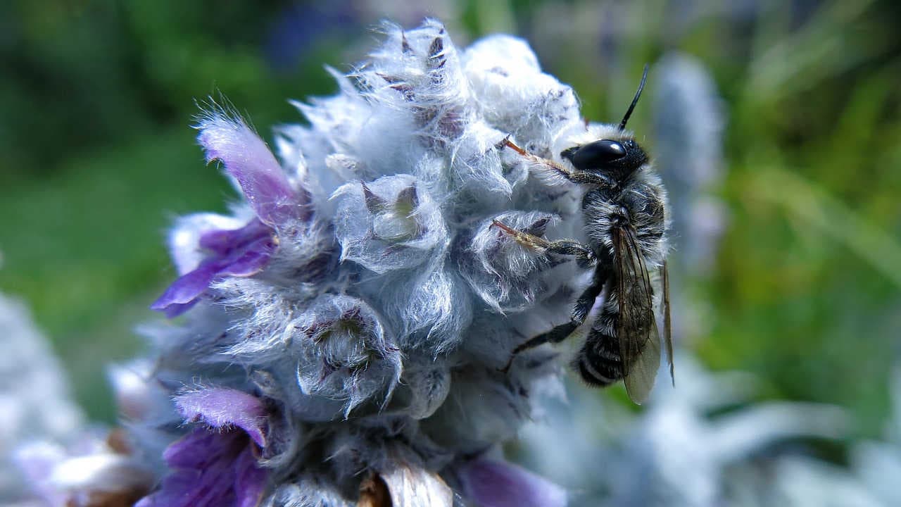 Honigbienen und Wildbienen