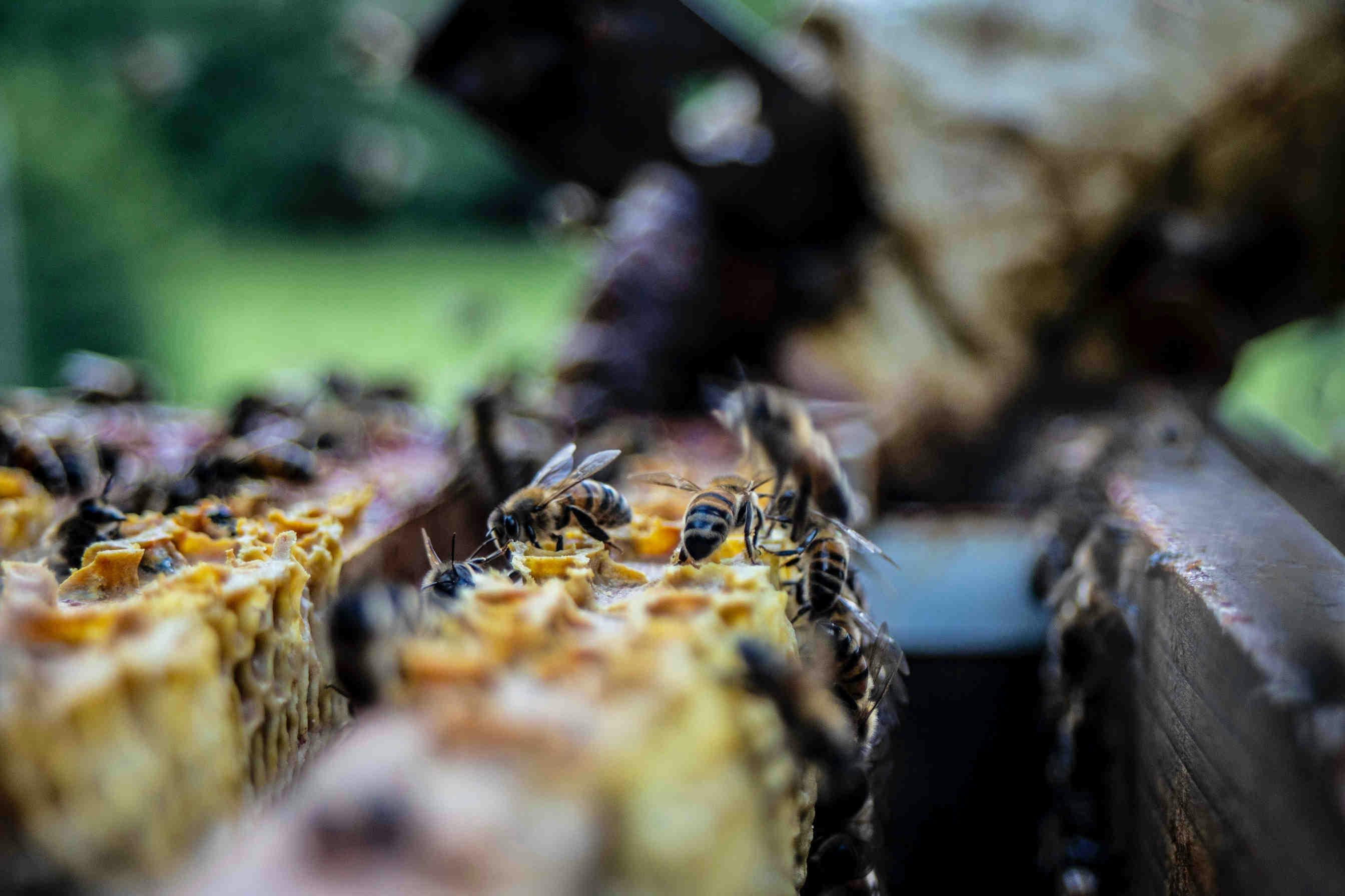 api e impollinatori per la biodiversità