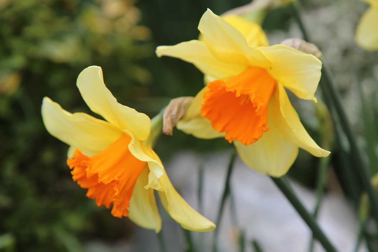 etimologia nome narciso genere narcissus
