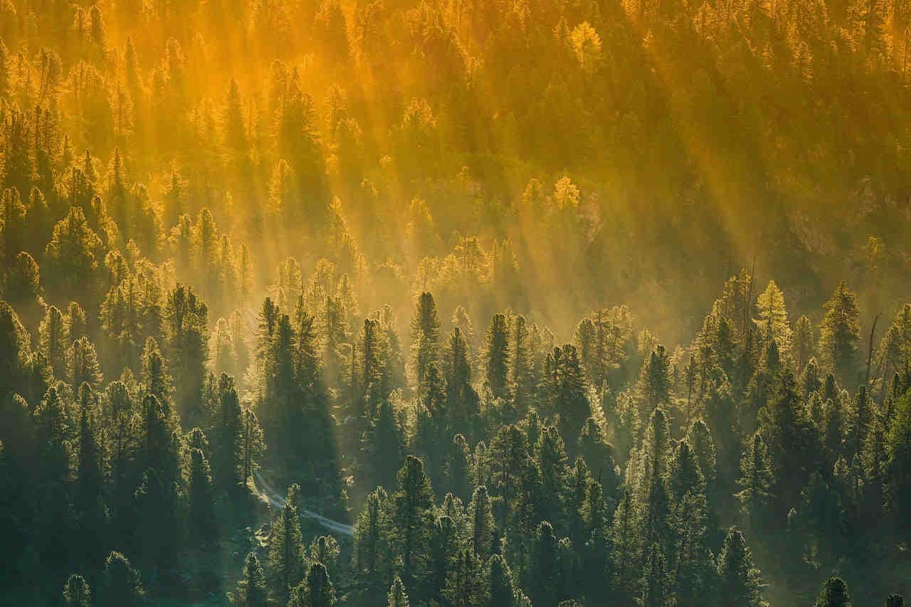 bosco secolare ricco di biodiversità