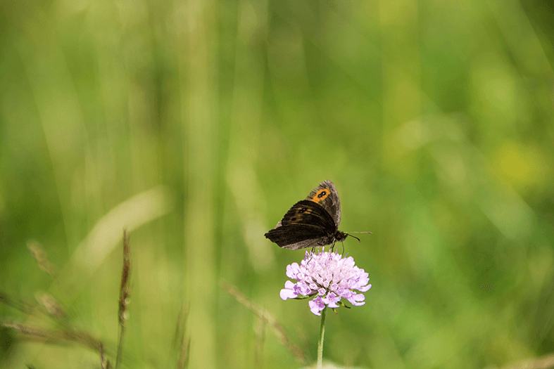 Erebia sp.