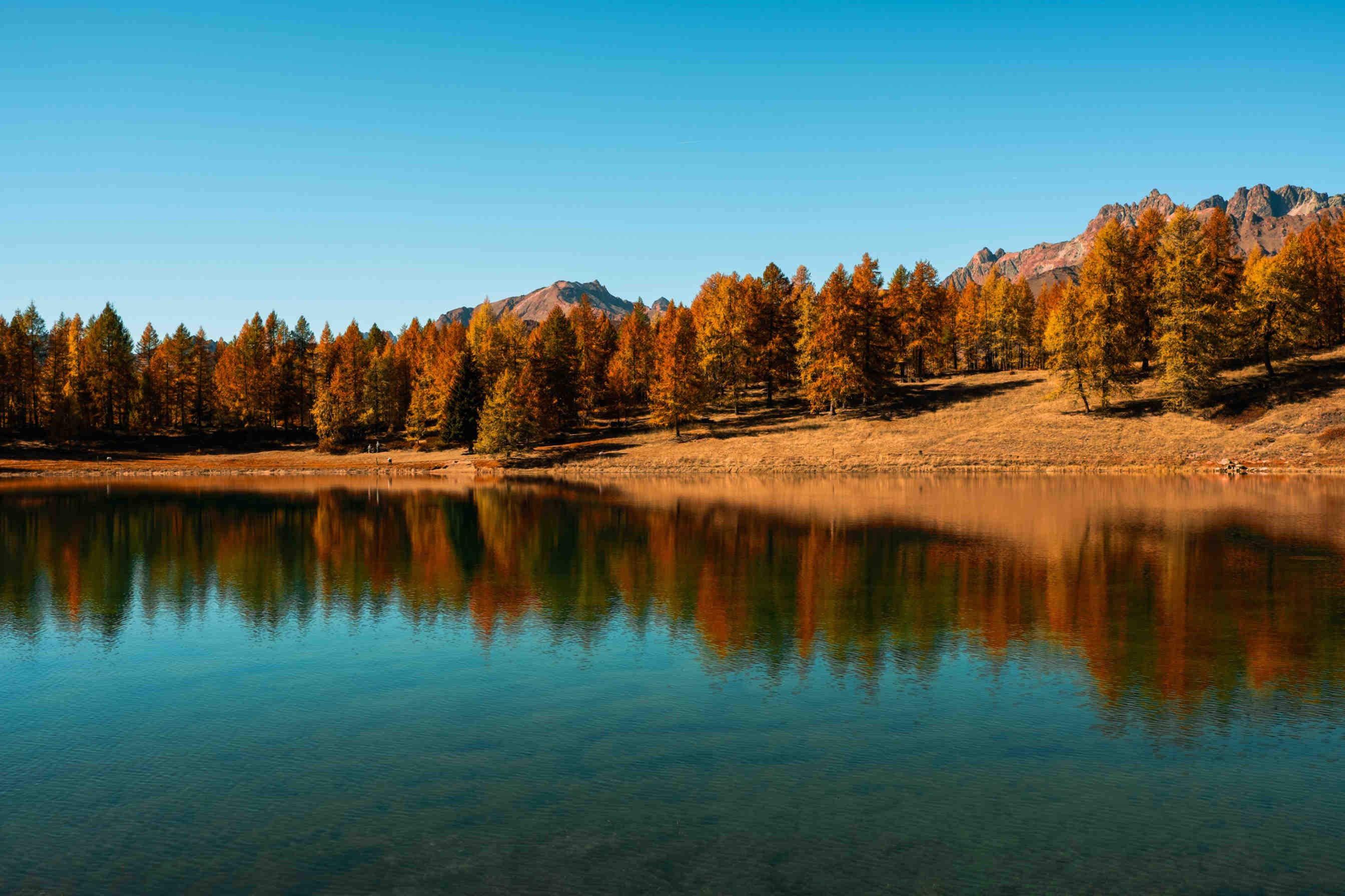 Perché Piantare Alberi Non Basta Per Salvare Il Pianeta?