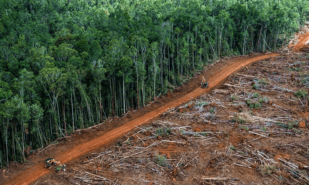 deforestazione