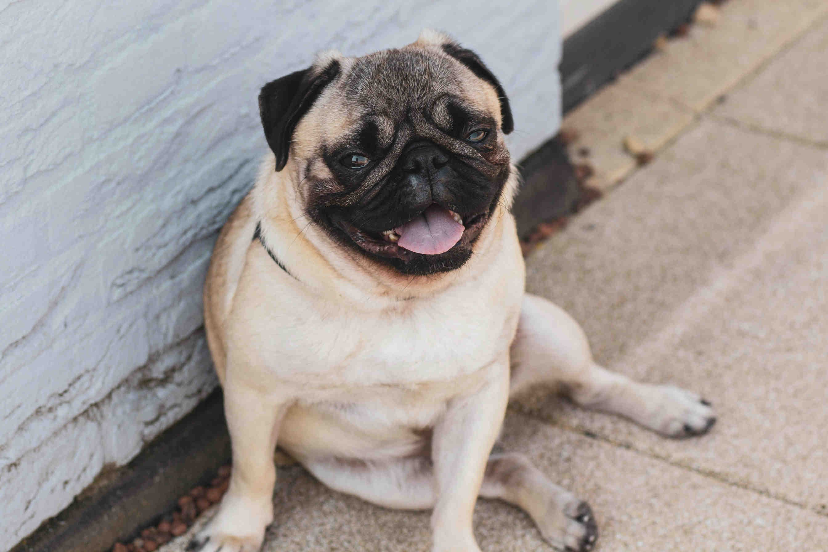 carlino