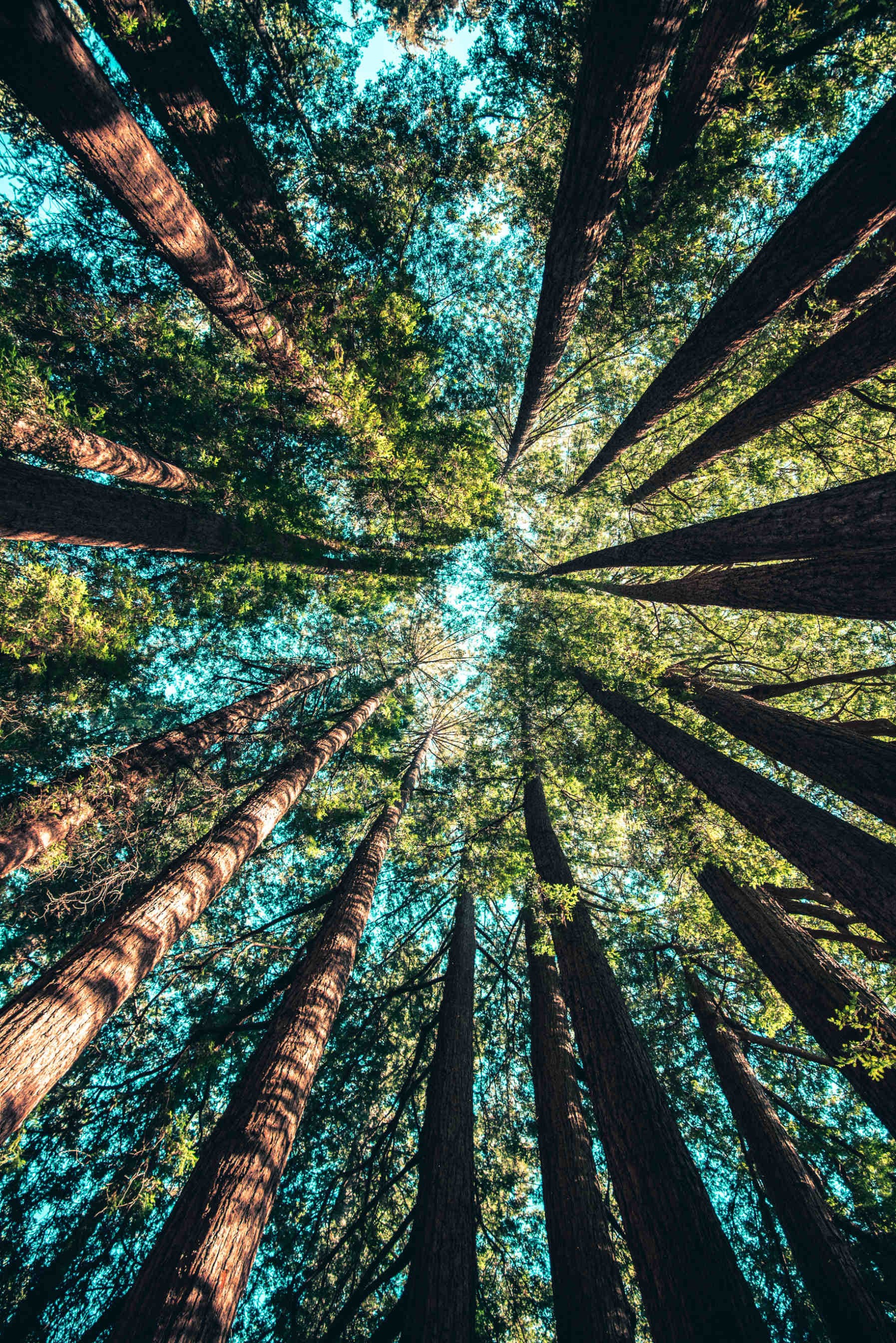 sustainability