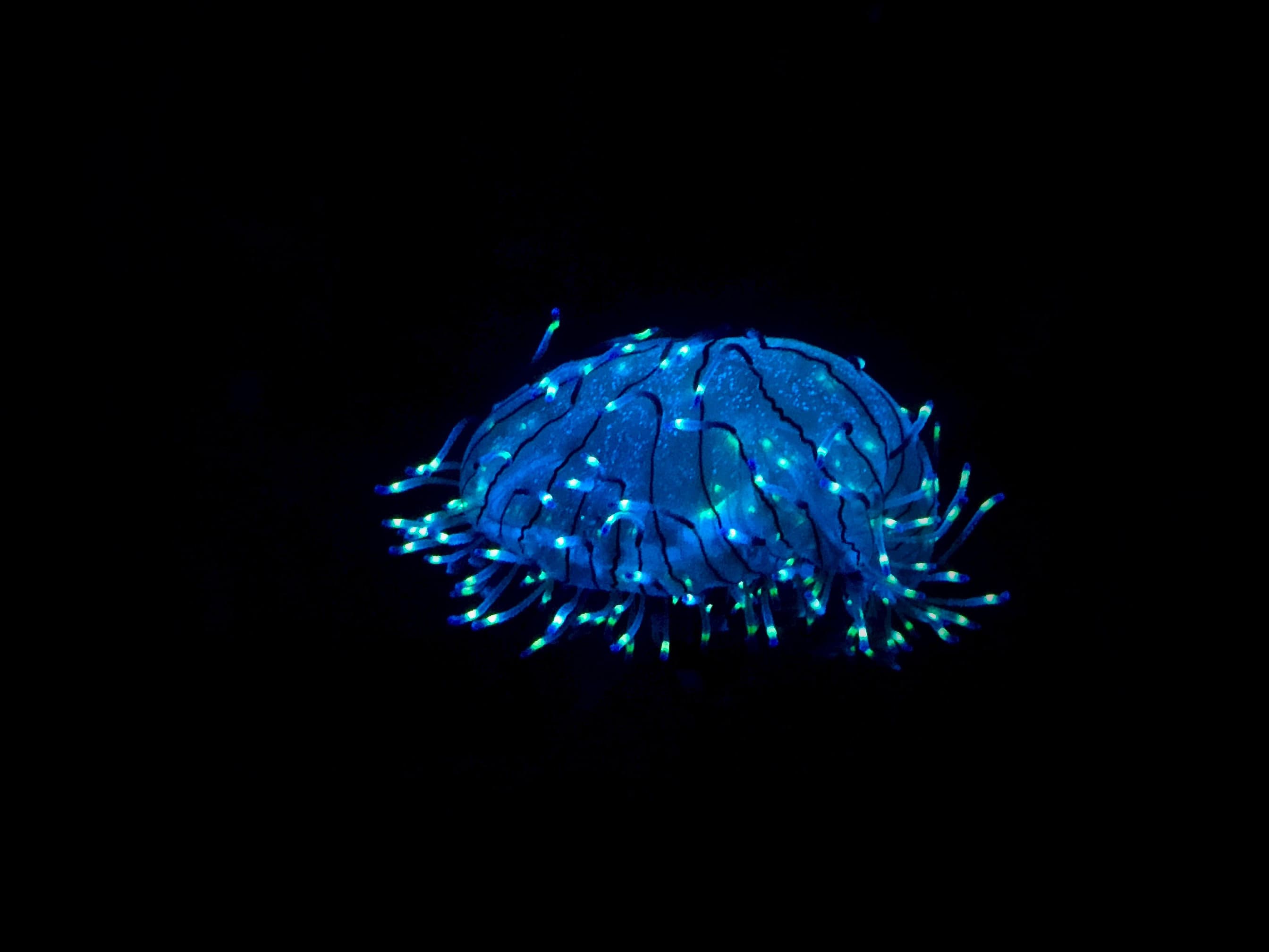 We have seen 0.001% of the deep ocean floor