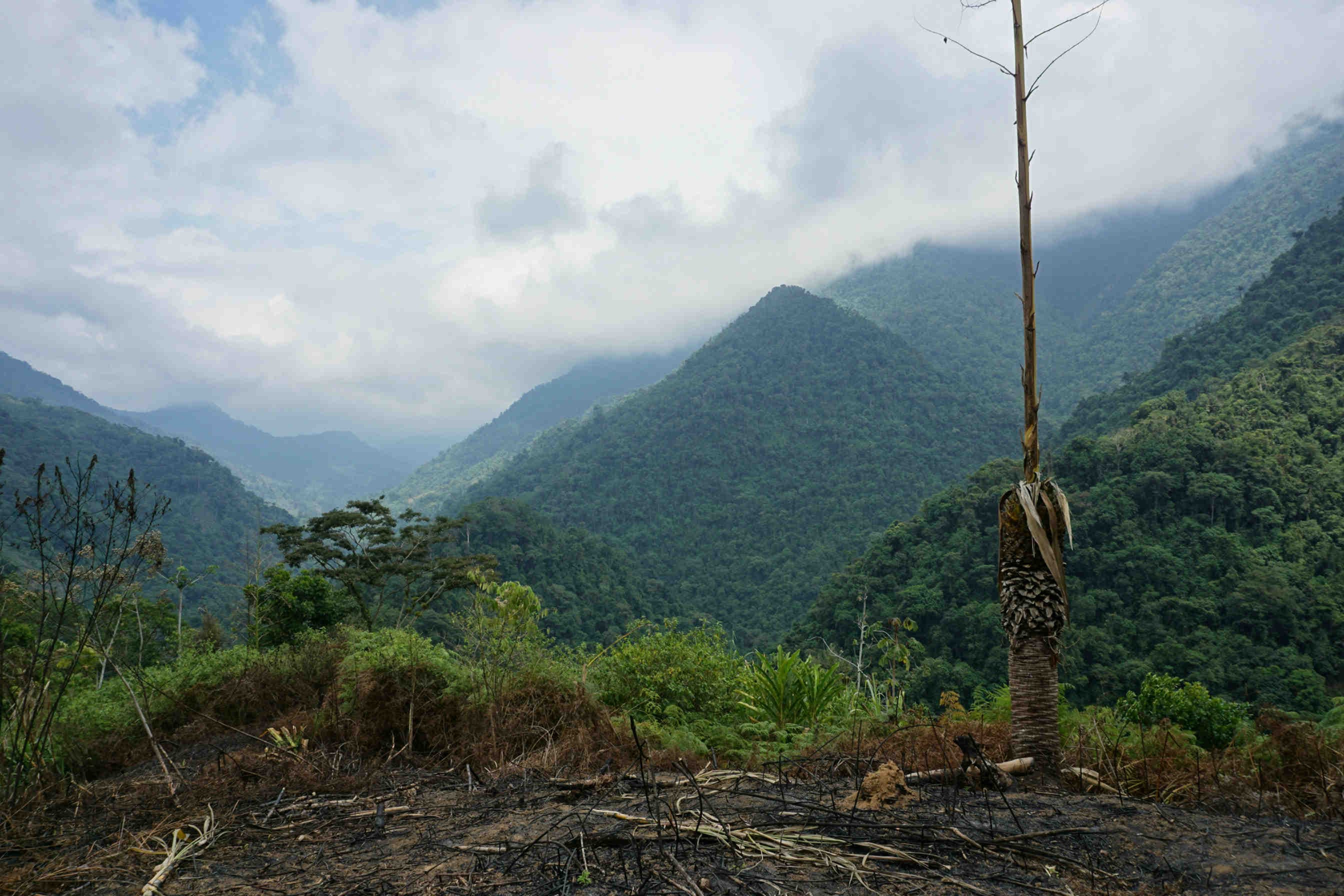deforestazione