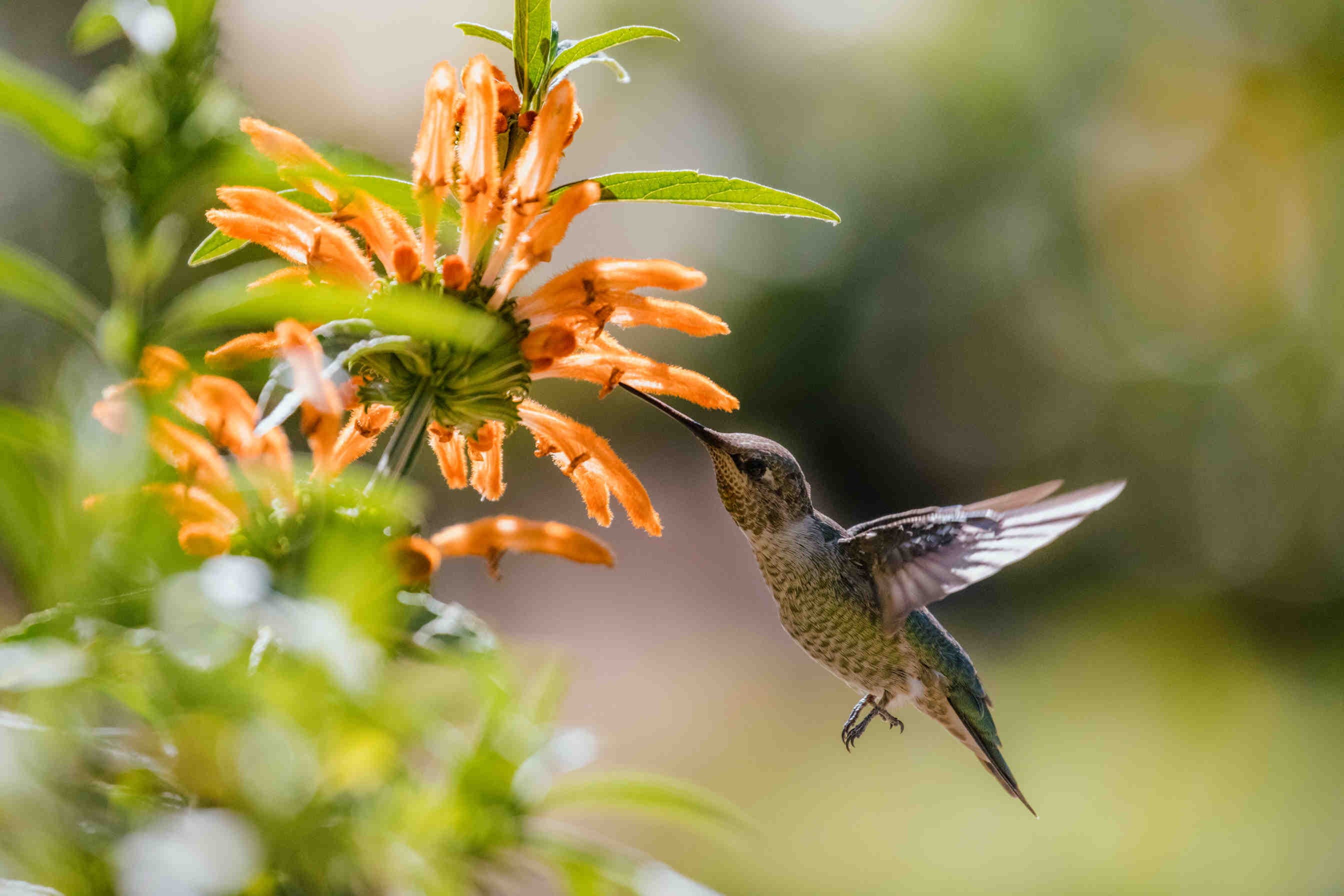 colibrì