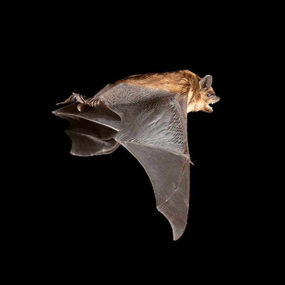 pipistrello