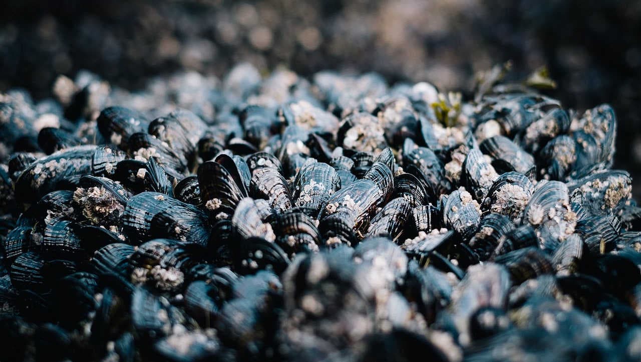 Le cozze del mare Adriatico stanno soffocando a causa del caldo anomalo