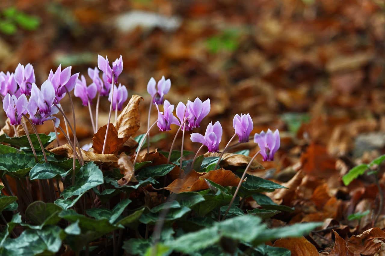 etimologia nome cyclamen
