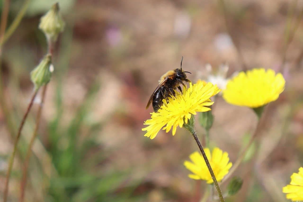 Sozial lebende Bienen und Solitärbienen