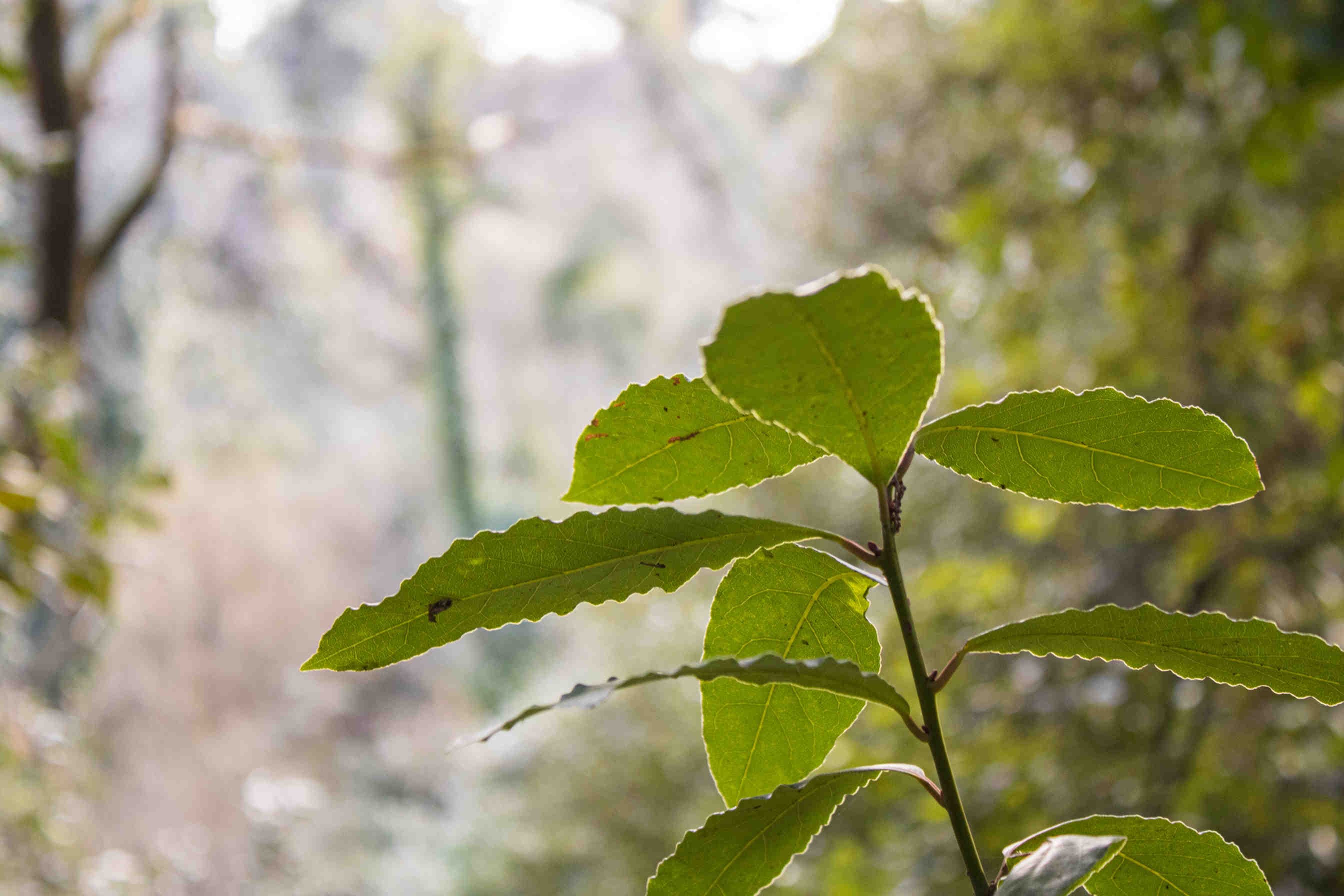 Planting nectariferous plants: how does it work?