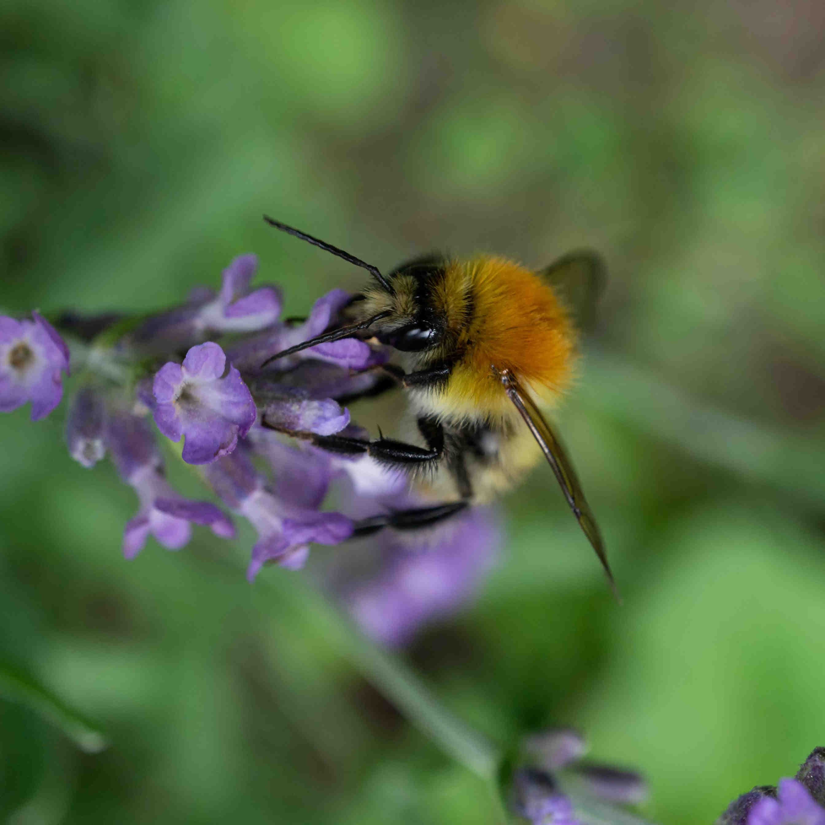 impollinazione