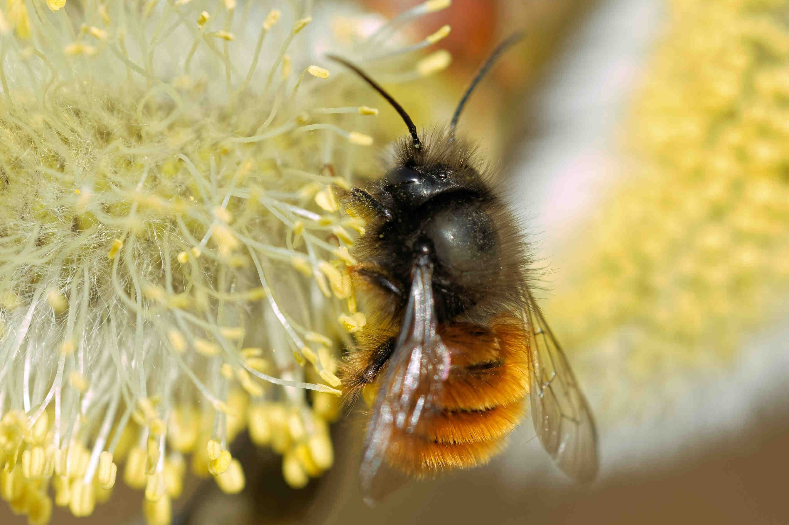 ape selvatica osmia cornuta