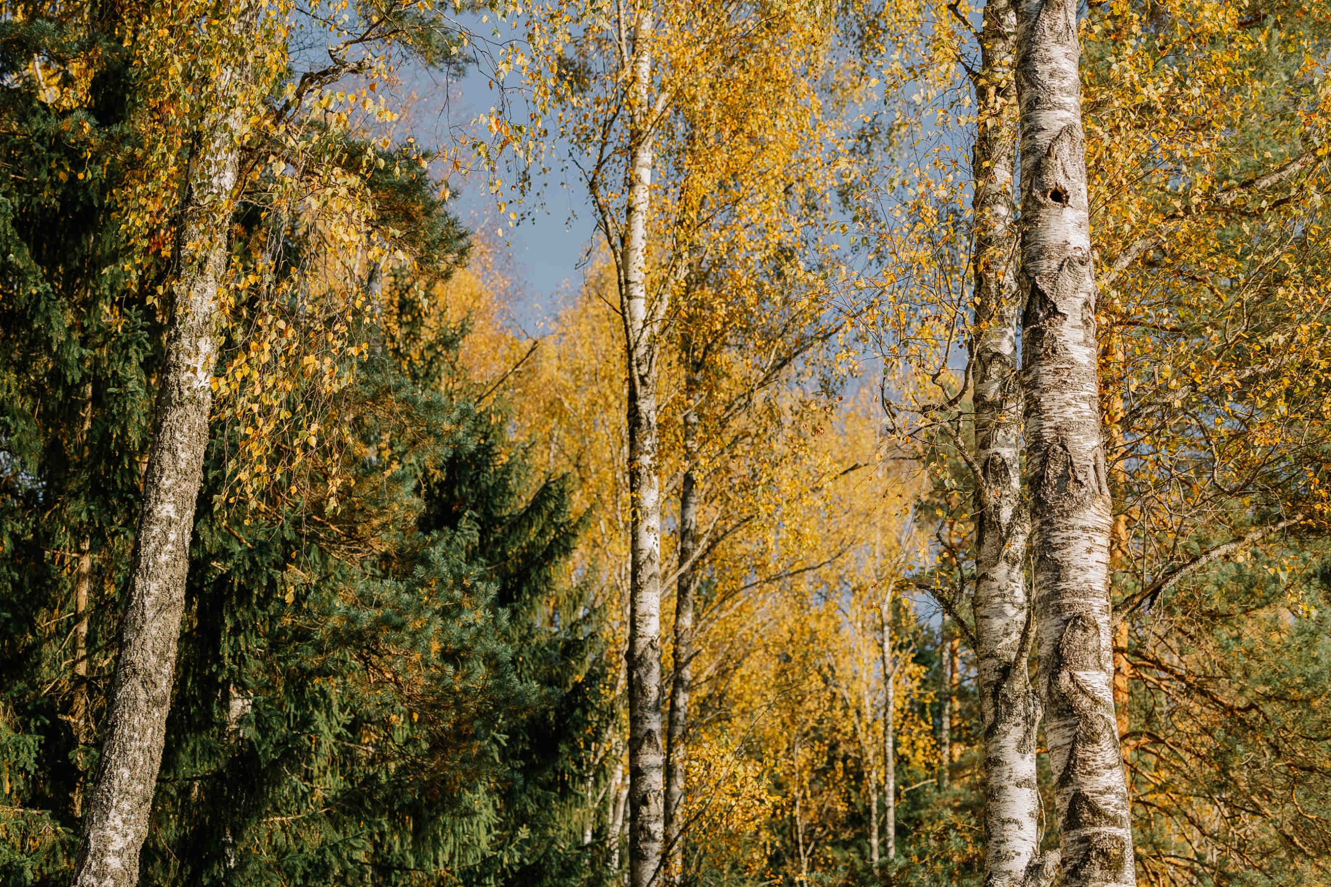 3bee per gli alberi