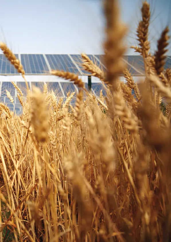 3Bee dans le guide des meilleures pratiques d'Agrisolar