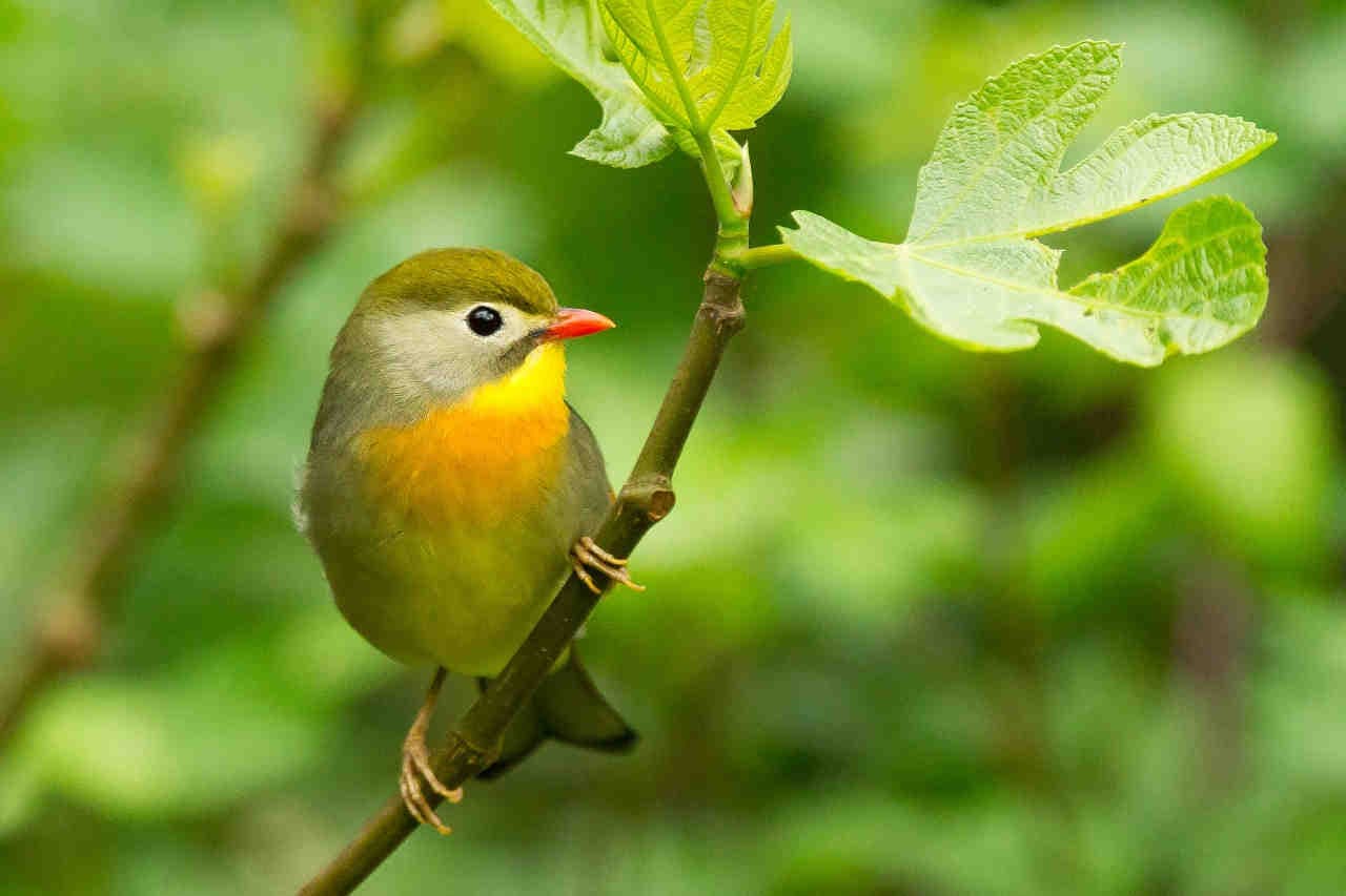VSME: una sezione dedicata agli impatti sulla biodiversità