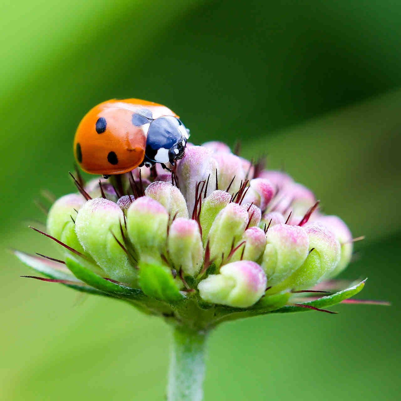 piano biodiversità Milano
