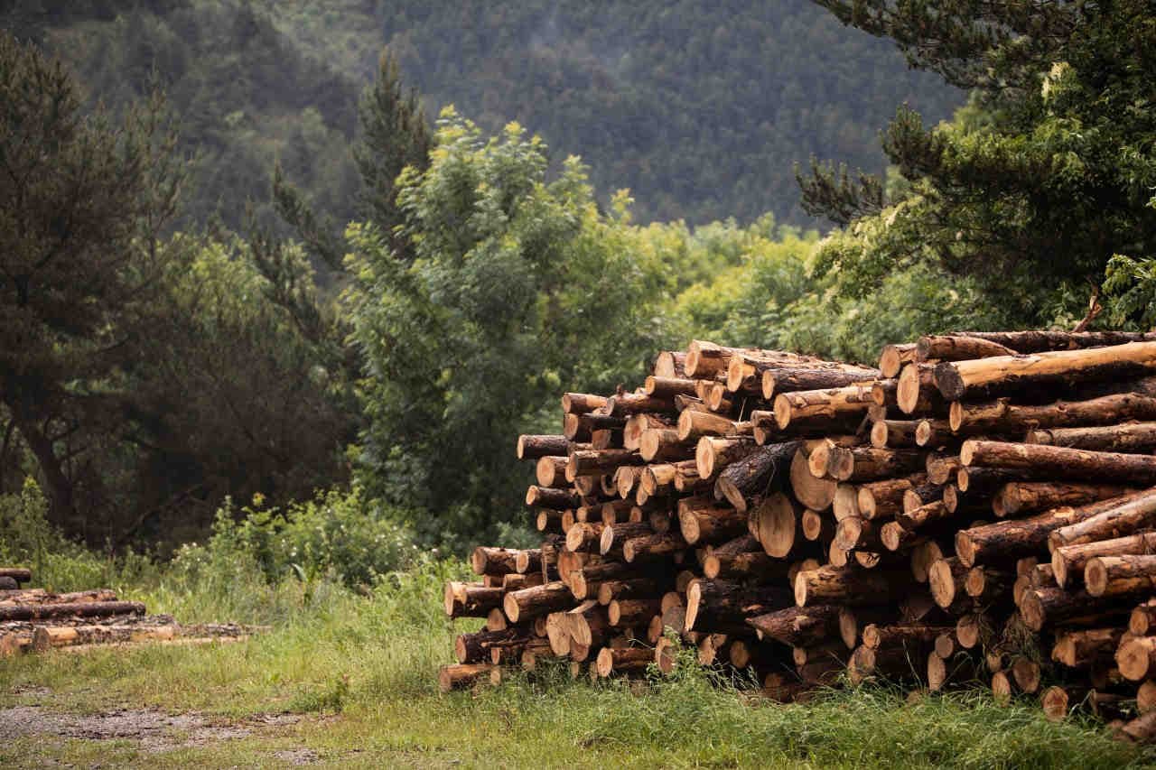 Deforestazione: come influisce sul business delle aziende?