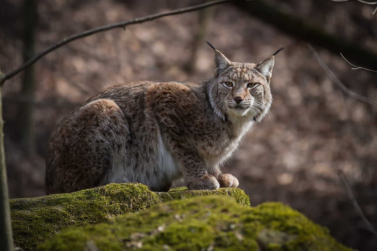 declino della lince eurasiatica