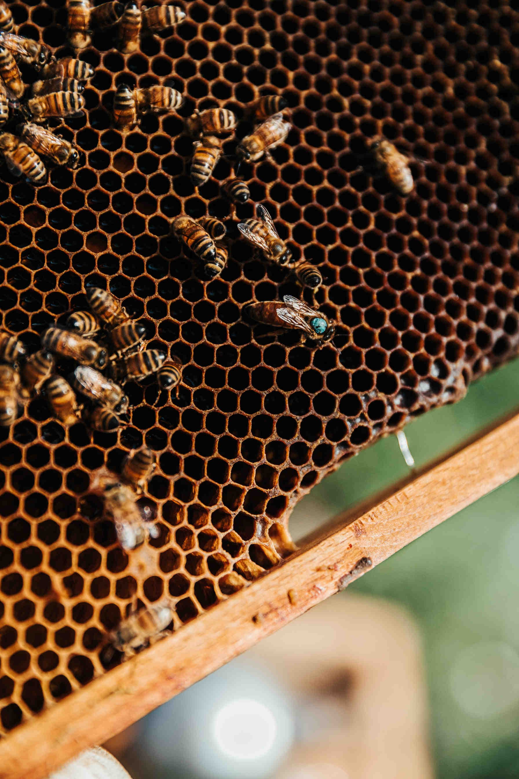 ¿Cuándo y por qué canta la abeja reina?