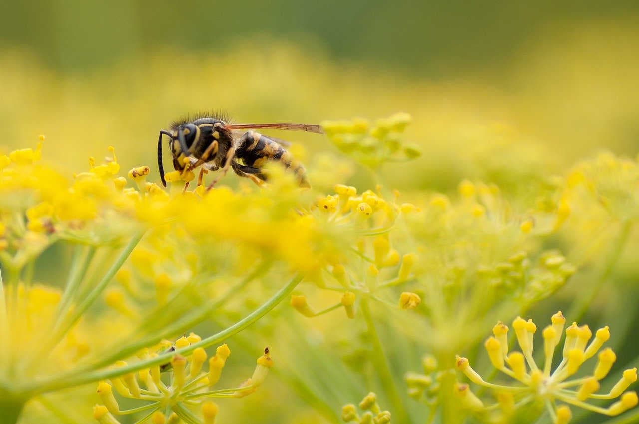 Vespula