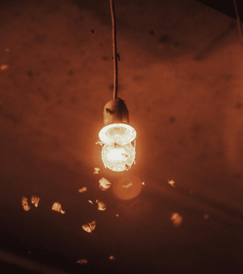 Insectes autour d'une ampoule