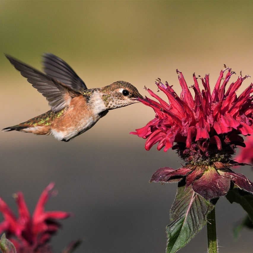 colibrì vicino fiore