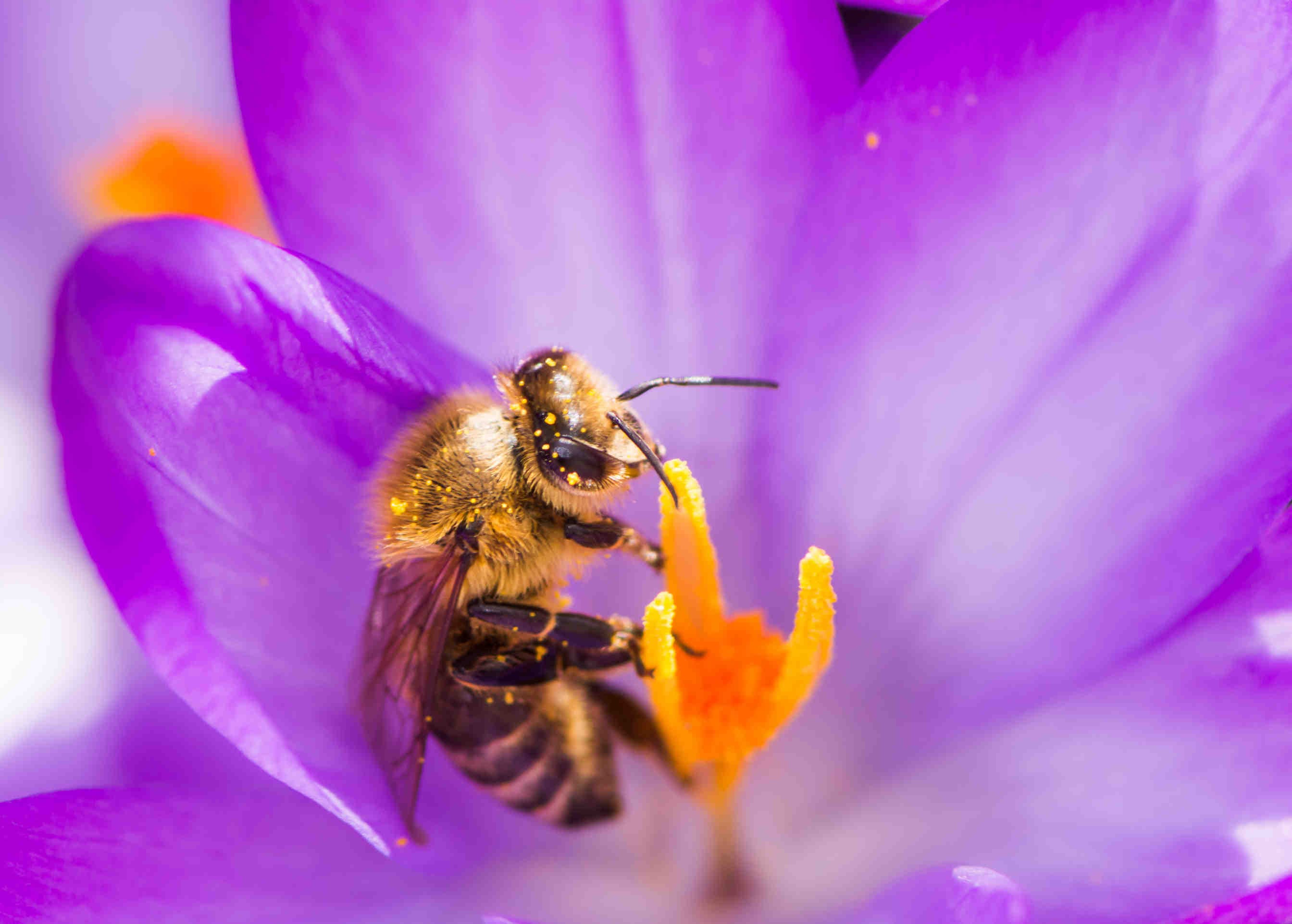 impollinatori