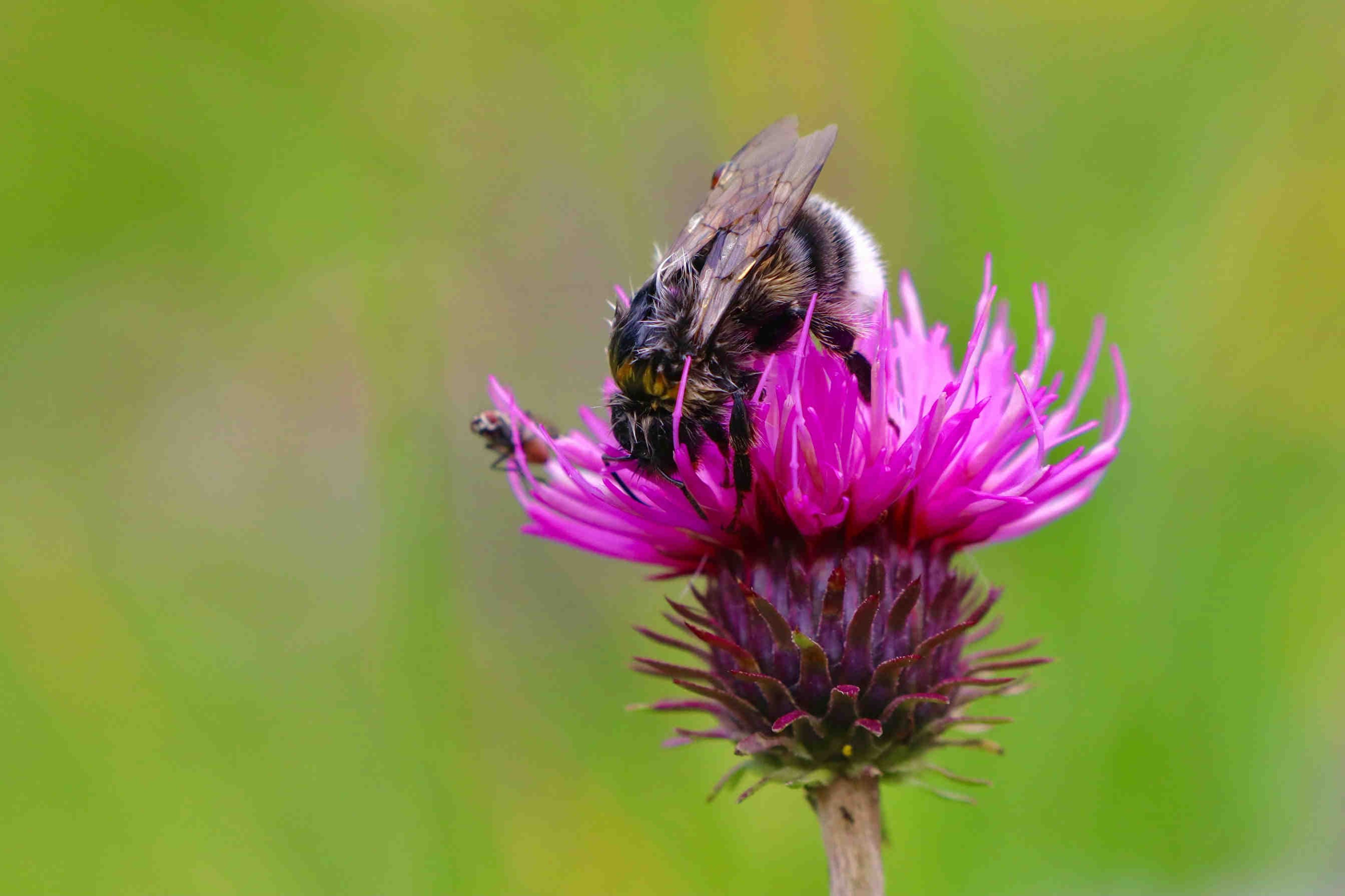 Come-si-generano-i-crediti-di-biodiversità-il-processo