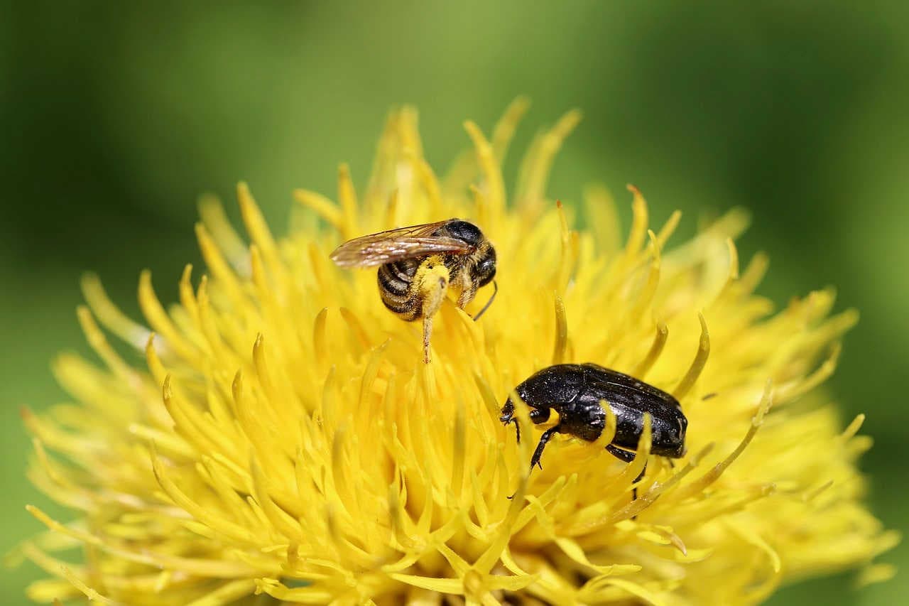 Haben Solitärbienen auch ein soziales Leben?