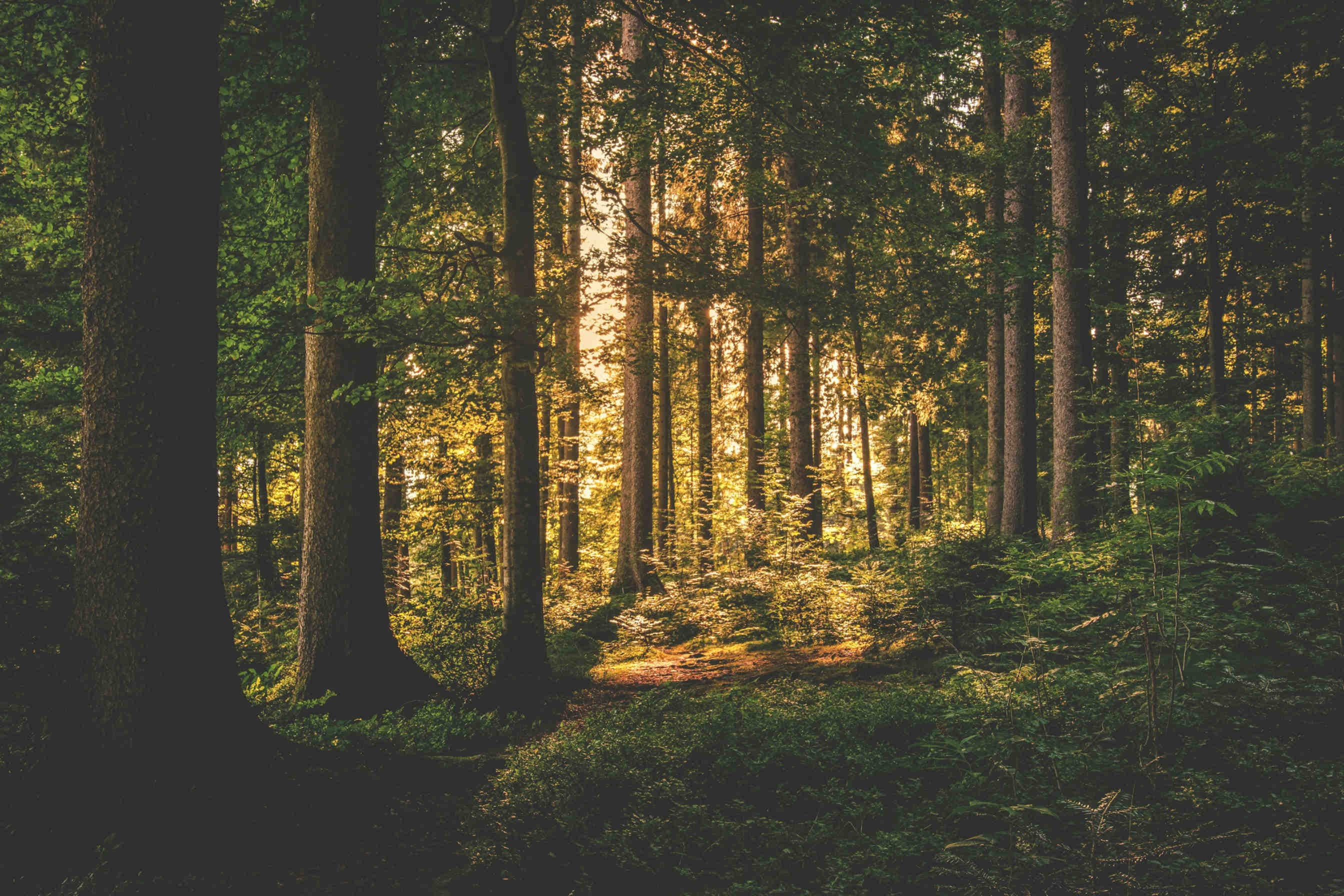 21 marzo: la Giornata Internazionale delle Foreste 2026