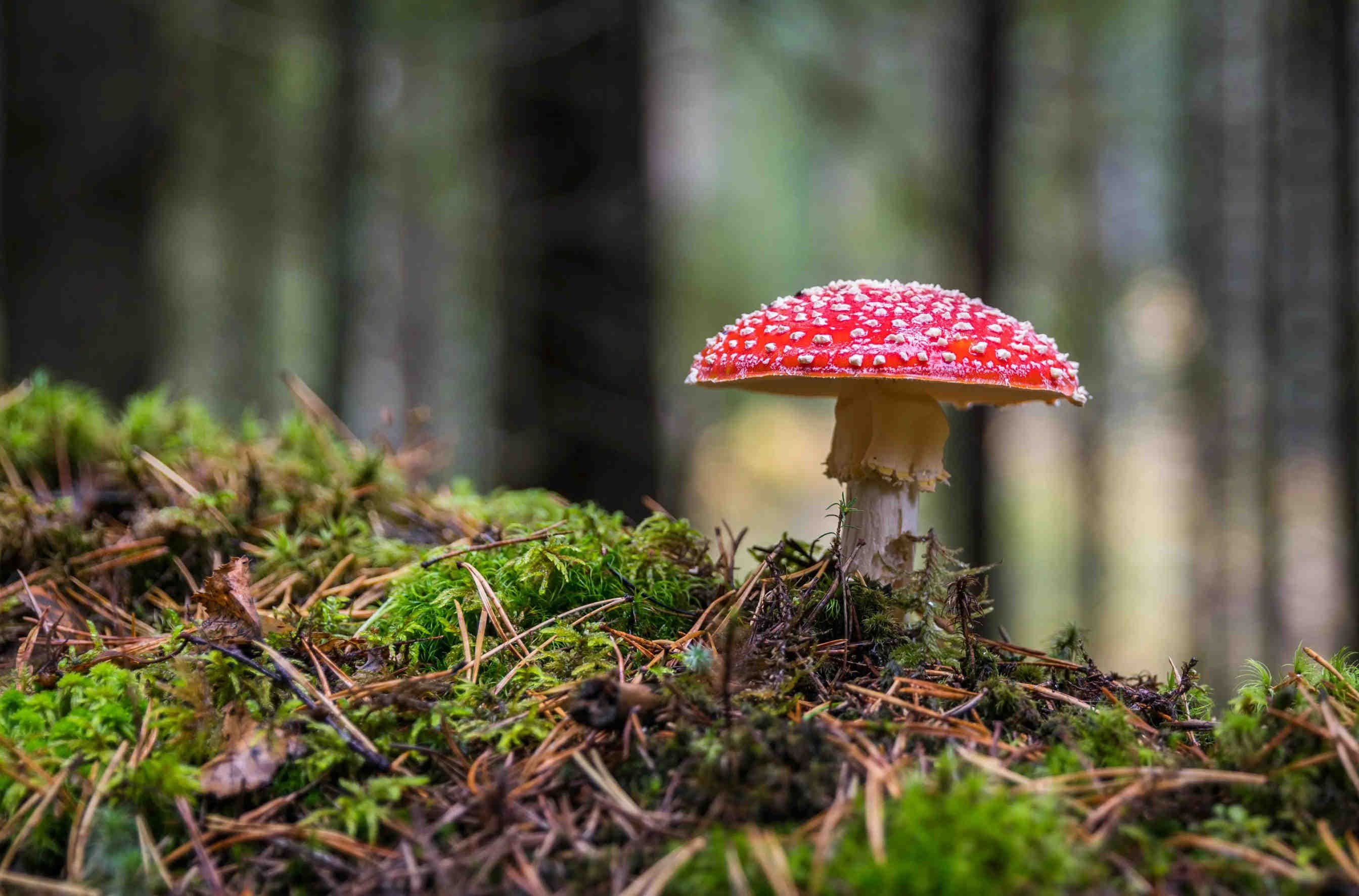 3bee-blog-le-foreste-custodi-della-biodiversita