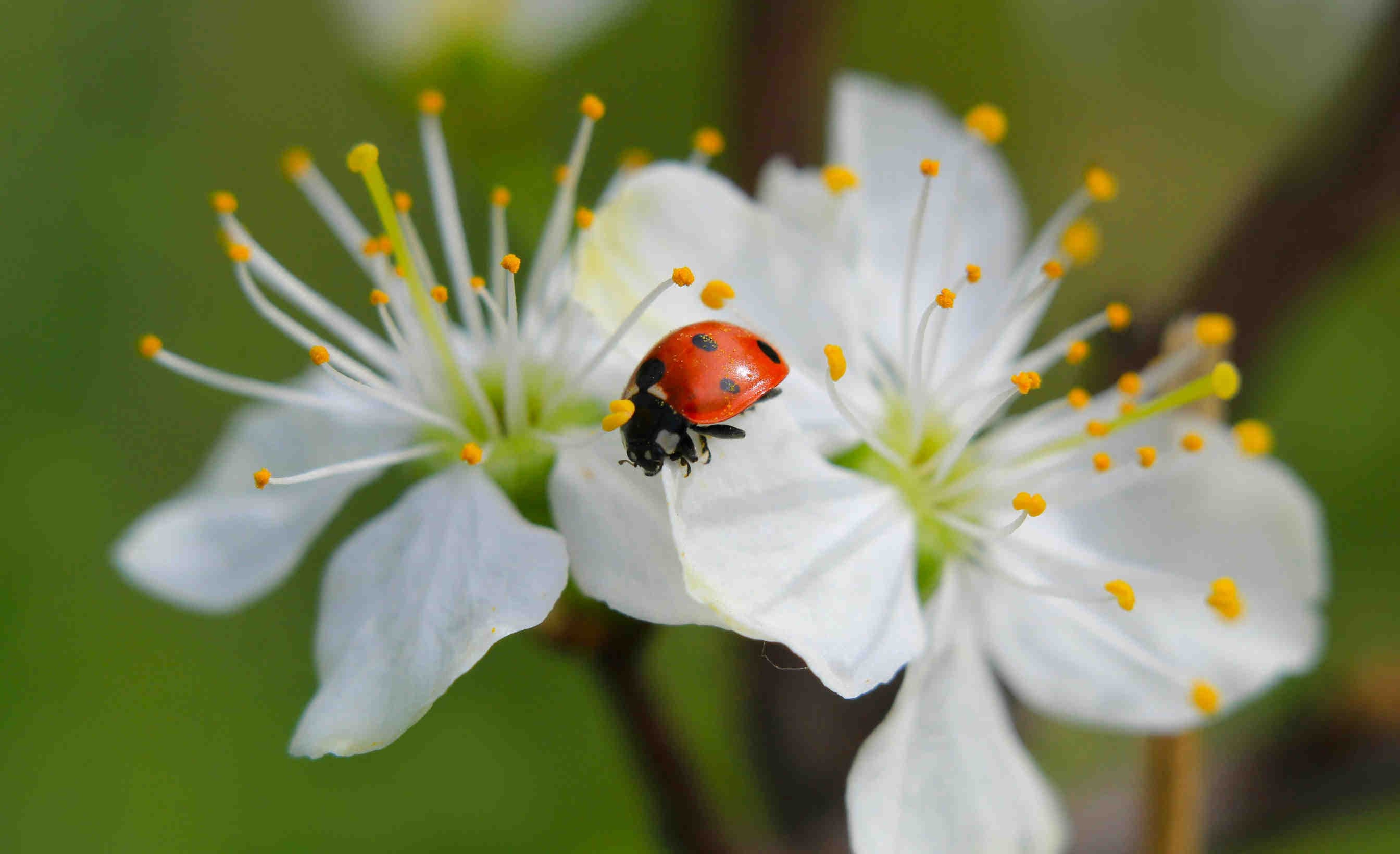 Biodiversity-credits-strumento-chiave-per-le-aziende