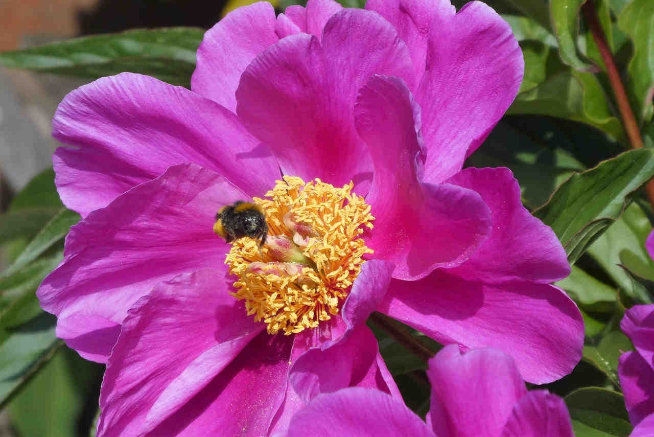 peonia impollinazione