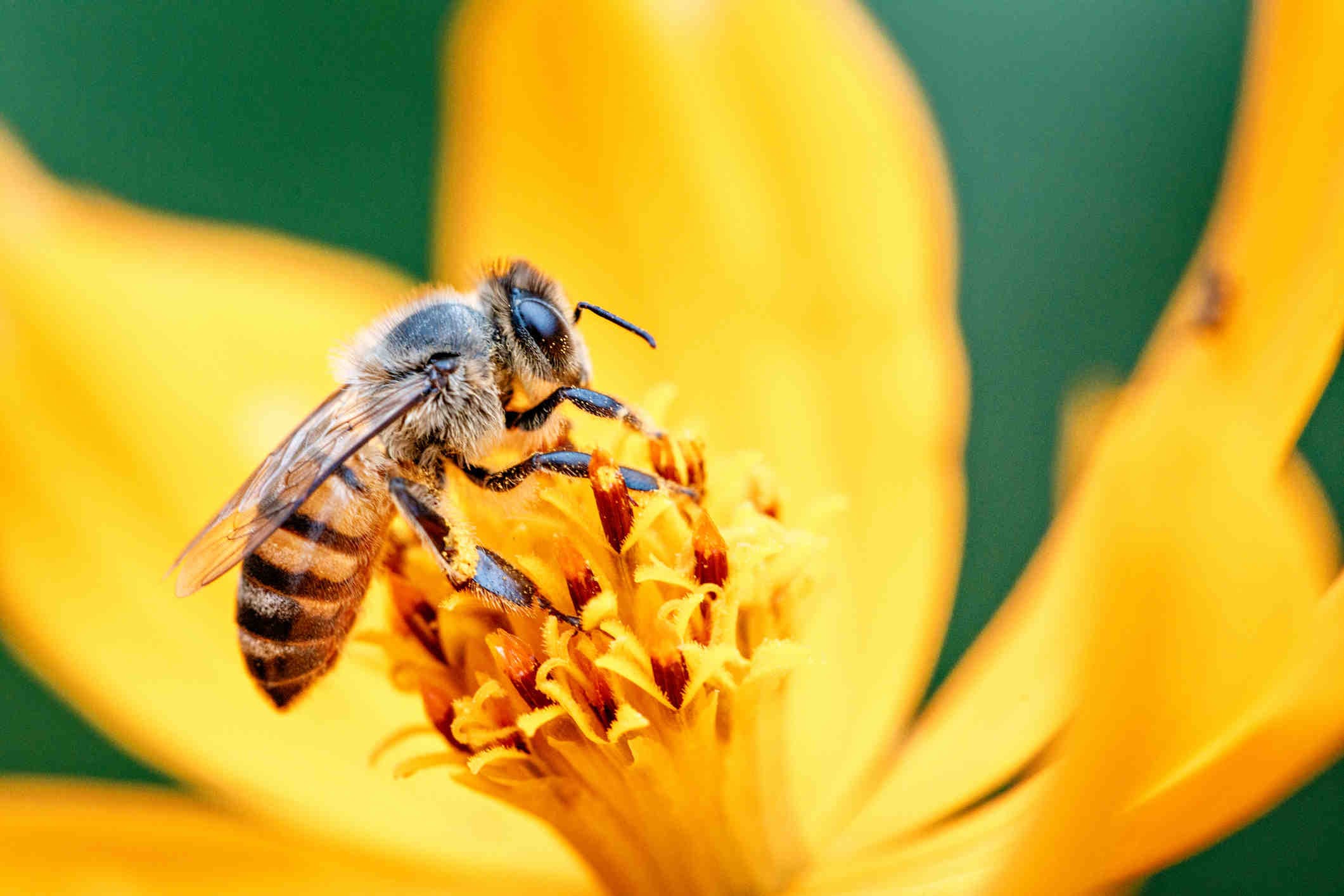Was in der Praxis zu tun ist: ein neues 3Bee-Projekt