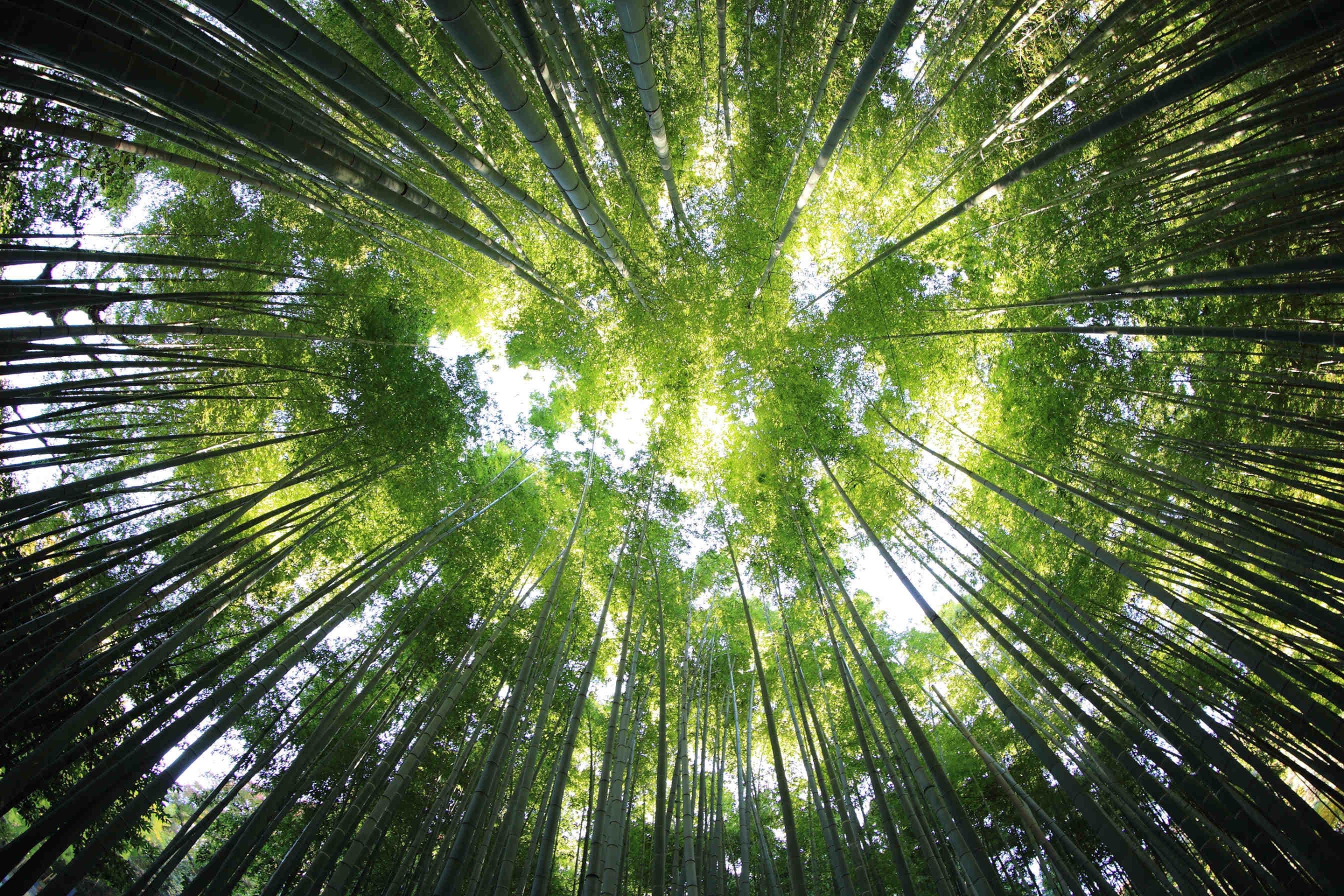 Por qué elegir los bosques de la empresa 3Bee