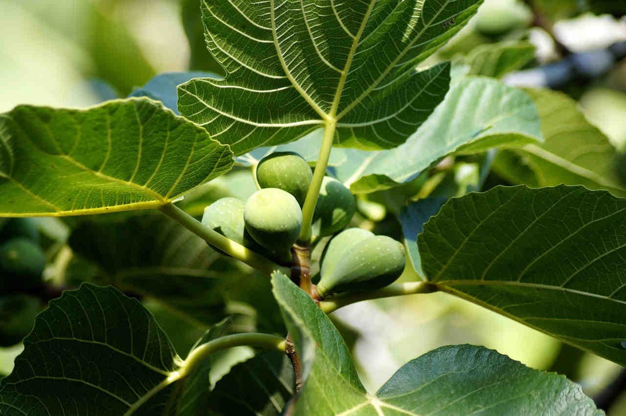 foglie e frutti di fico