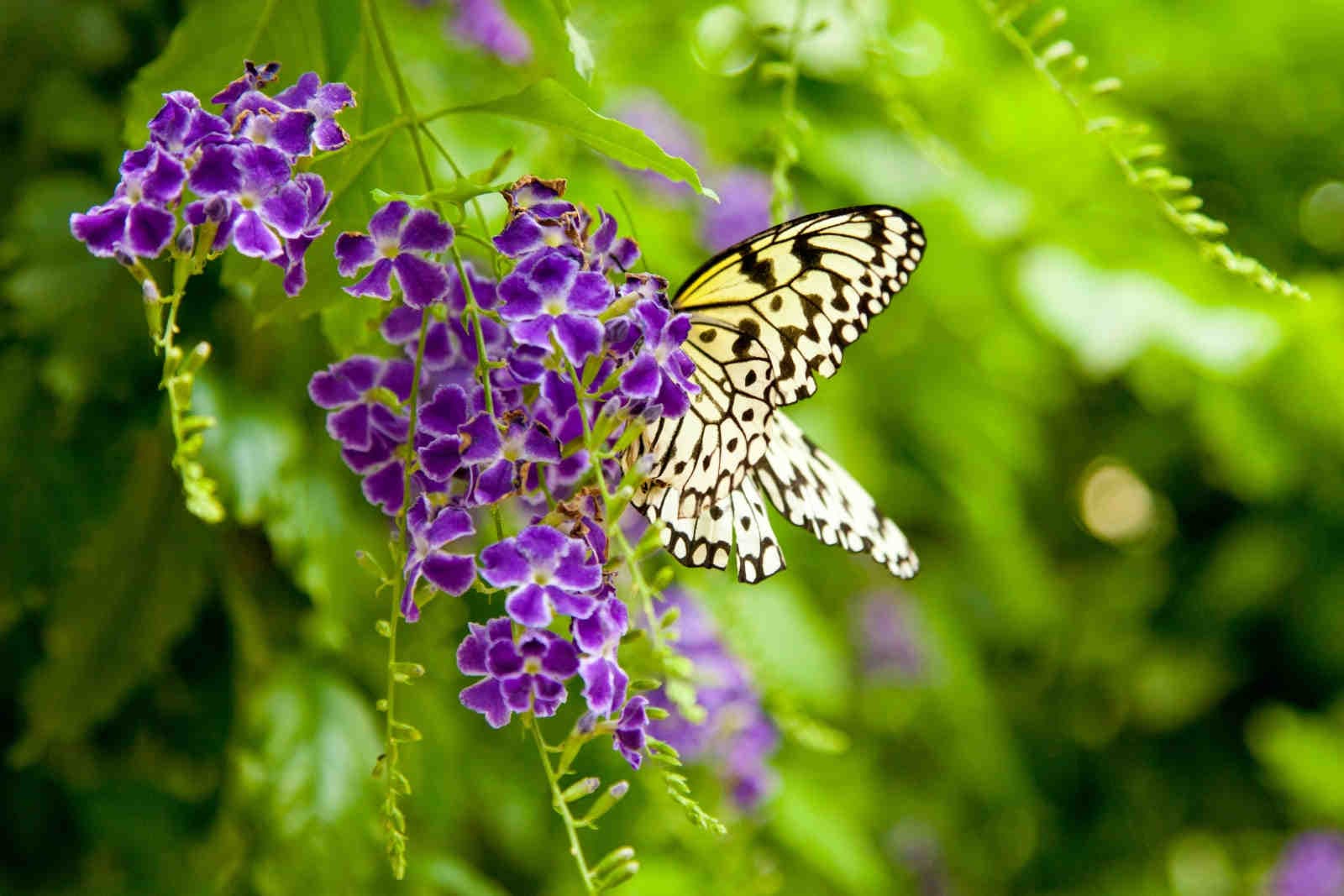 Il legame tra biodiversità e politiche governative