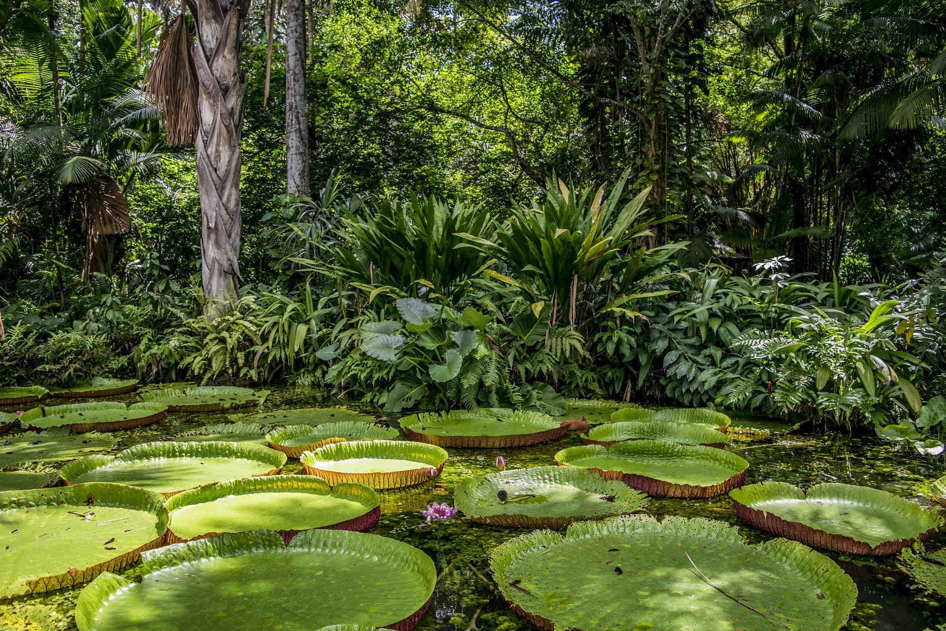 amazzonia