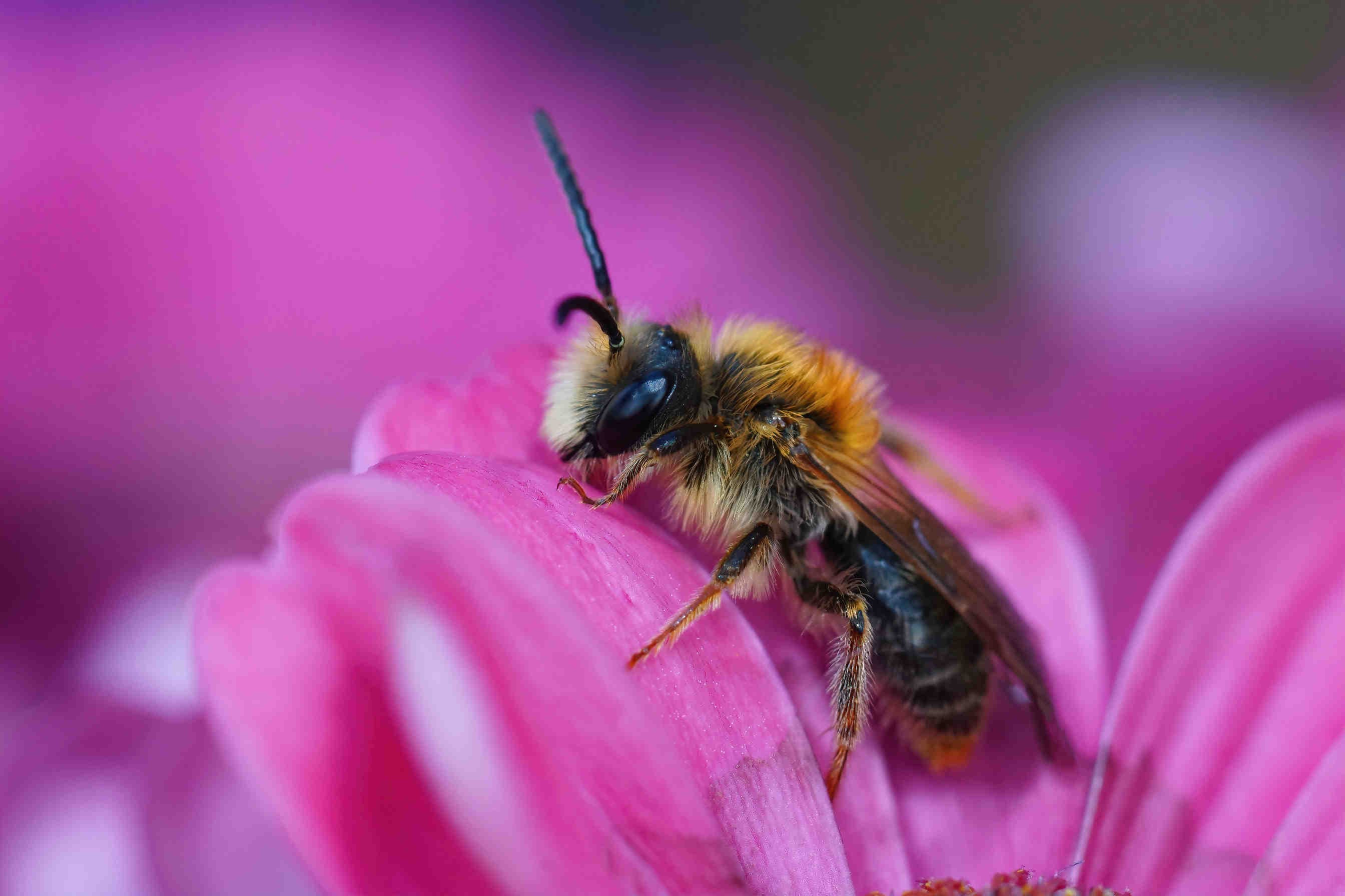 Andrena haemorrhoa