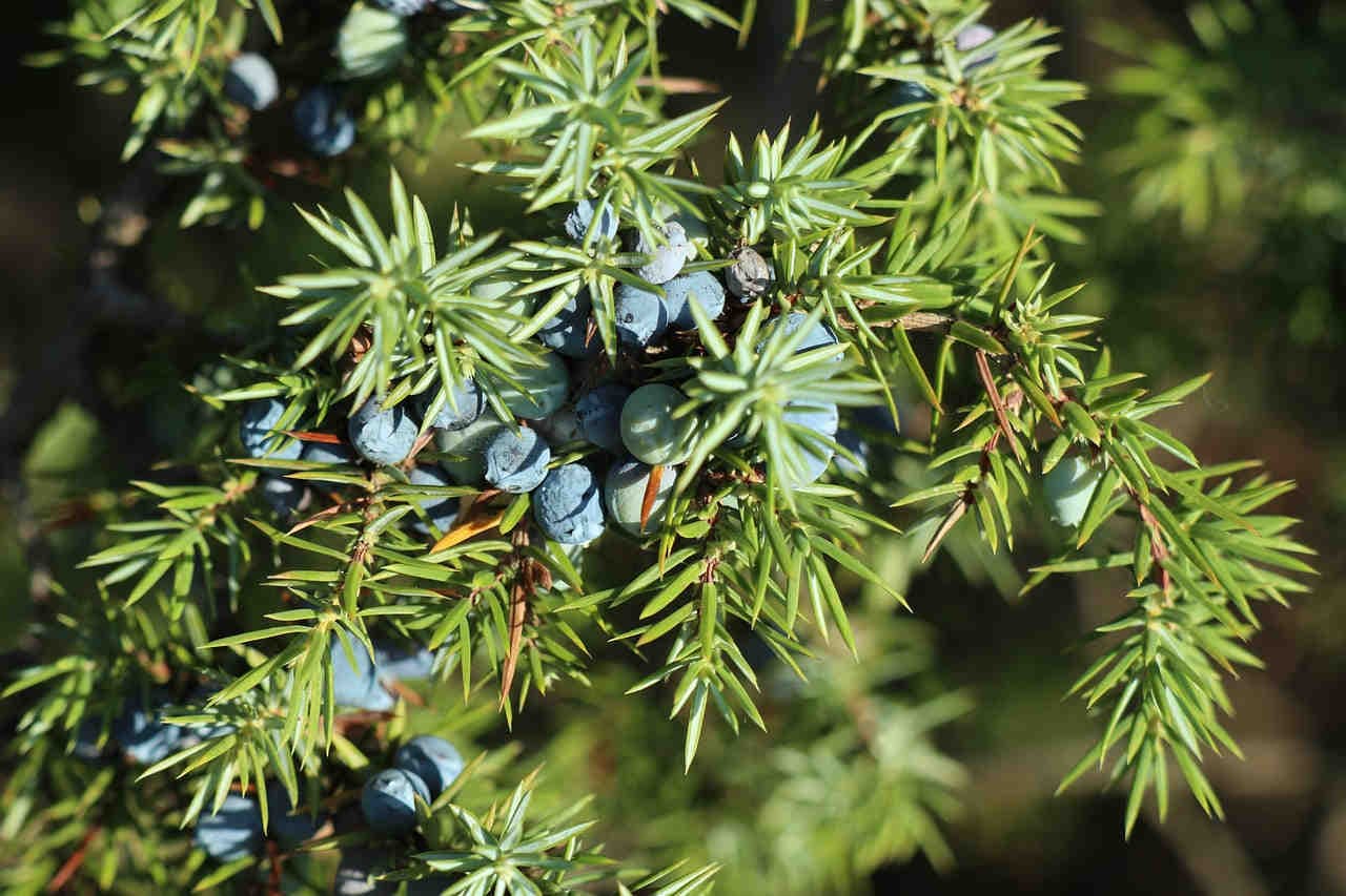 ginepro pianta