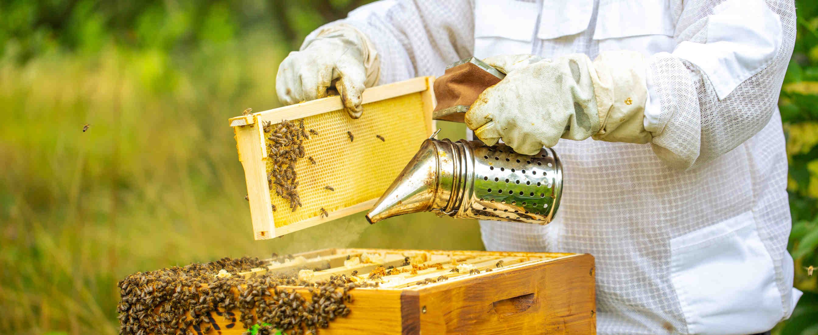 Warum Bienenpate werden?