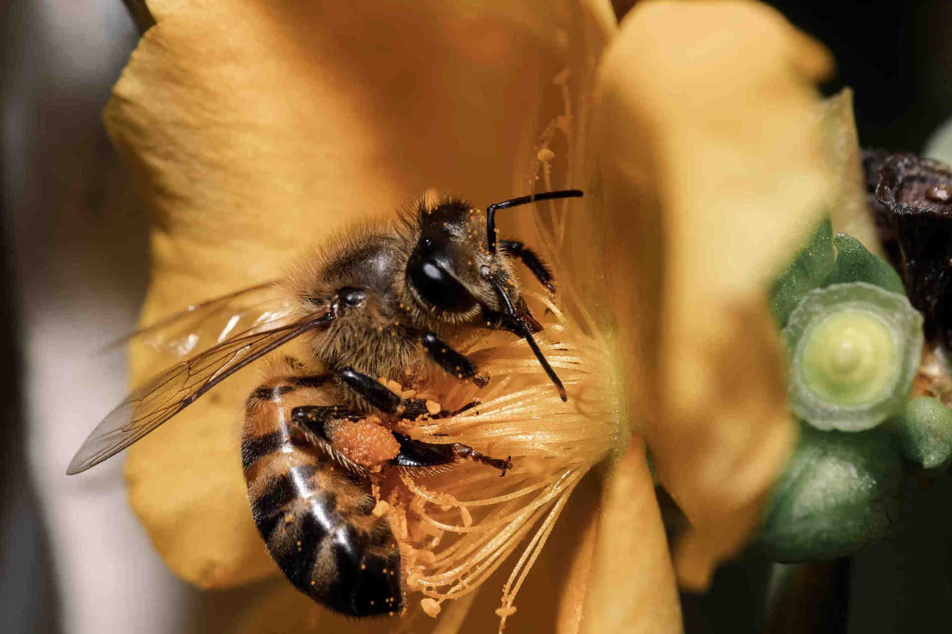 Warwick Estevam Kerr et l'histoire de l'abeille africanisée